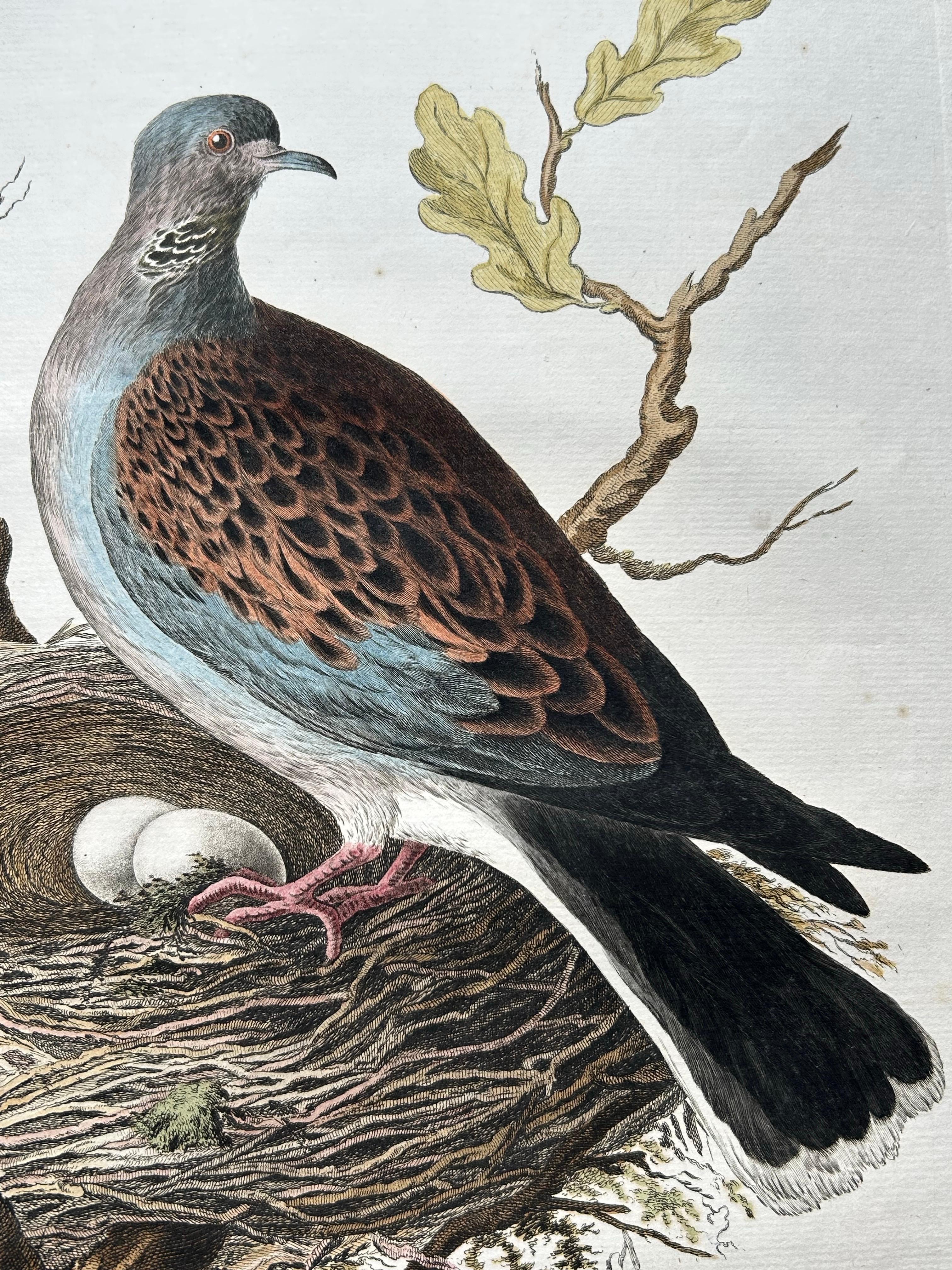 European Turtle Dove with Nest – Antique Bird Engraving, Nozeman & Sepp 1770 In Good Condition For Sale In Langweer, NL