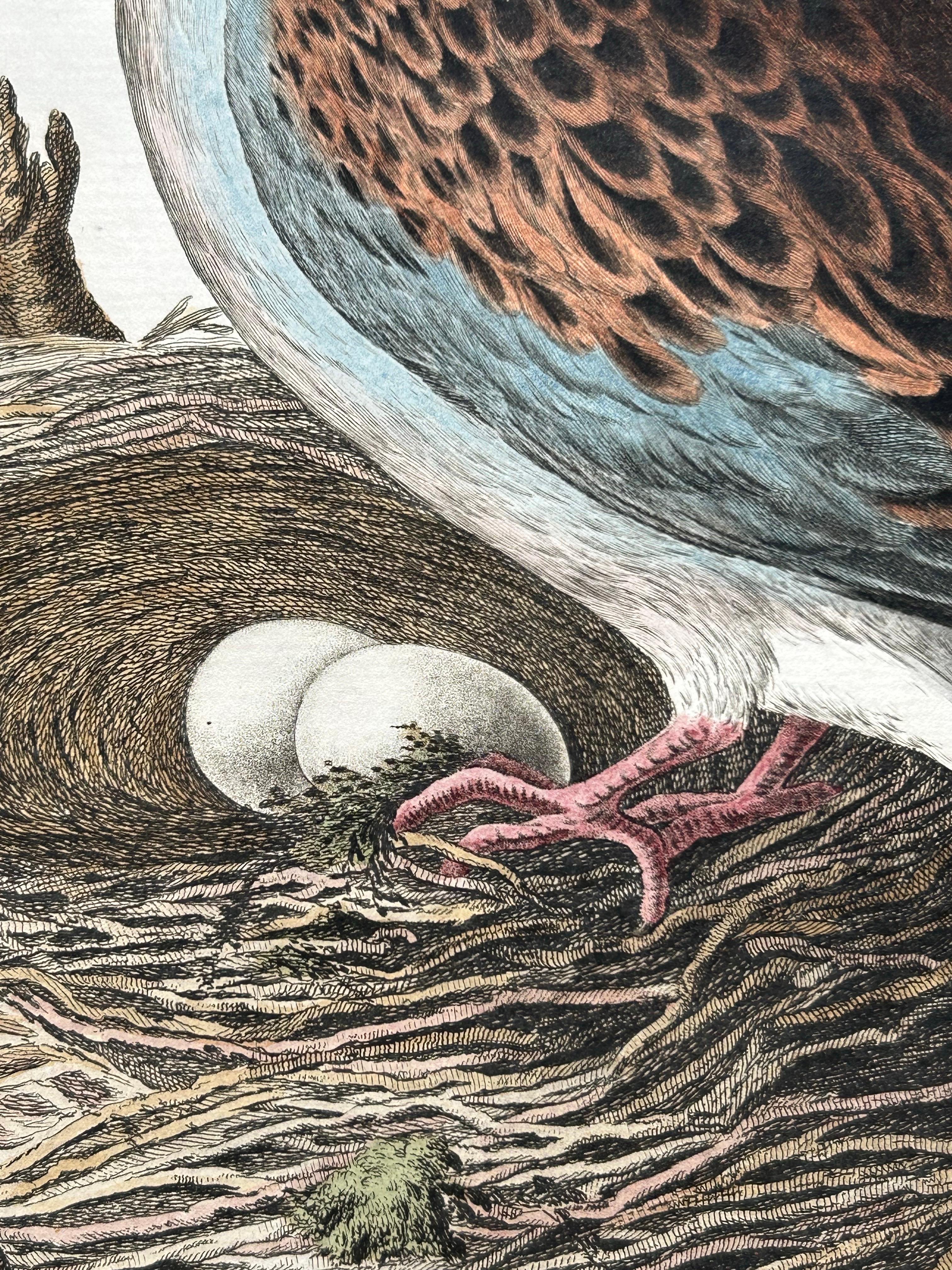 18th Century European Turtle Dove with Nest – Antique Bird Engraving, Nozeman & Sepp 1770 For Sale