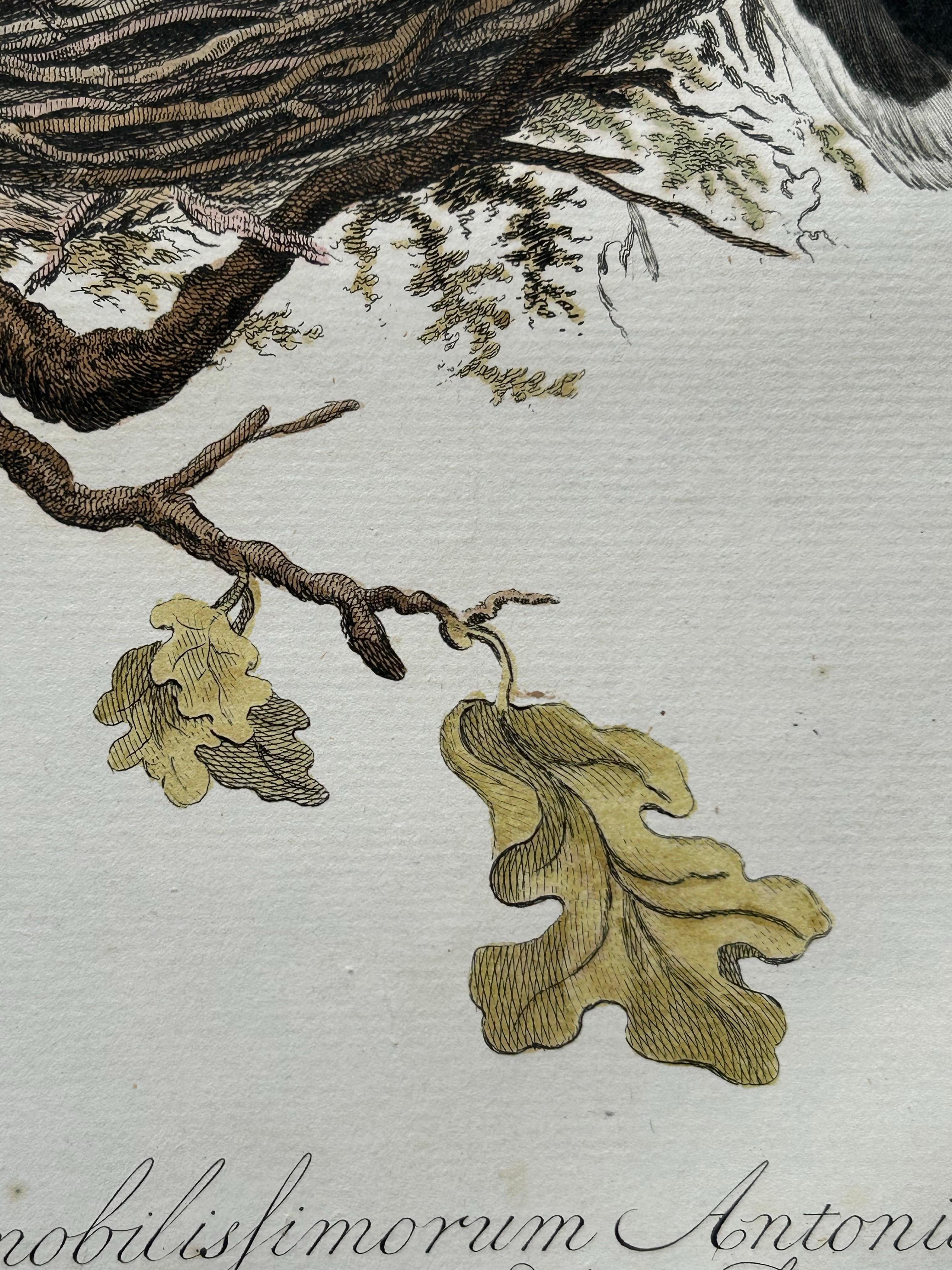 Paper European Turtle Dove with Nest – Antique Bird Engraving, Nozeman & Sepp 1770 For Sale