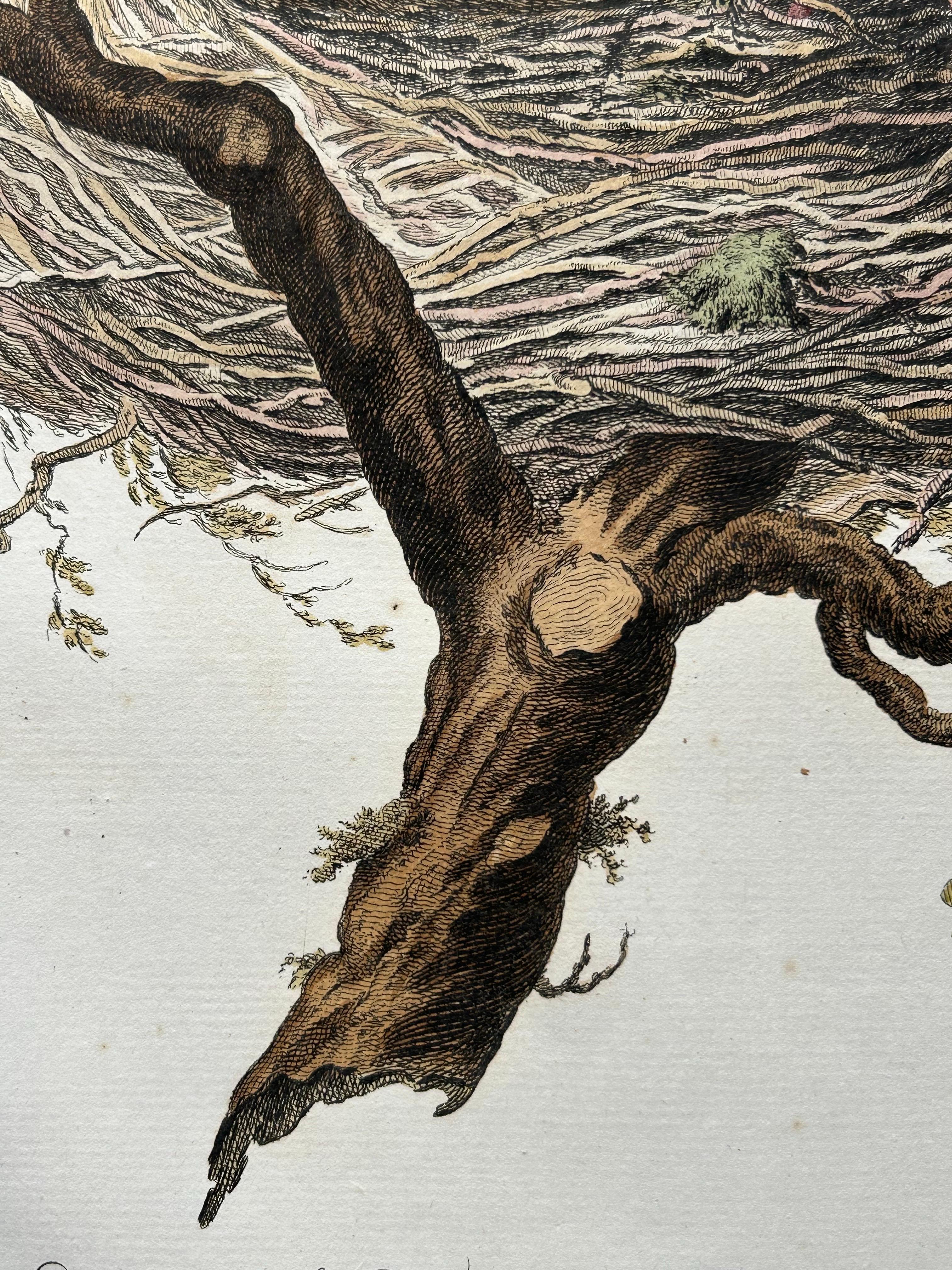 European Turtle Dove with Nest – Antique Bird Engraving, Nozeman & Sepp 1770 For Sale 1