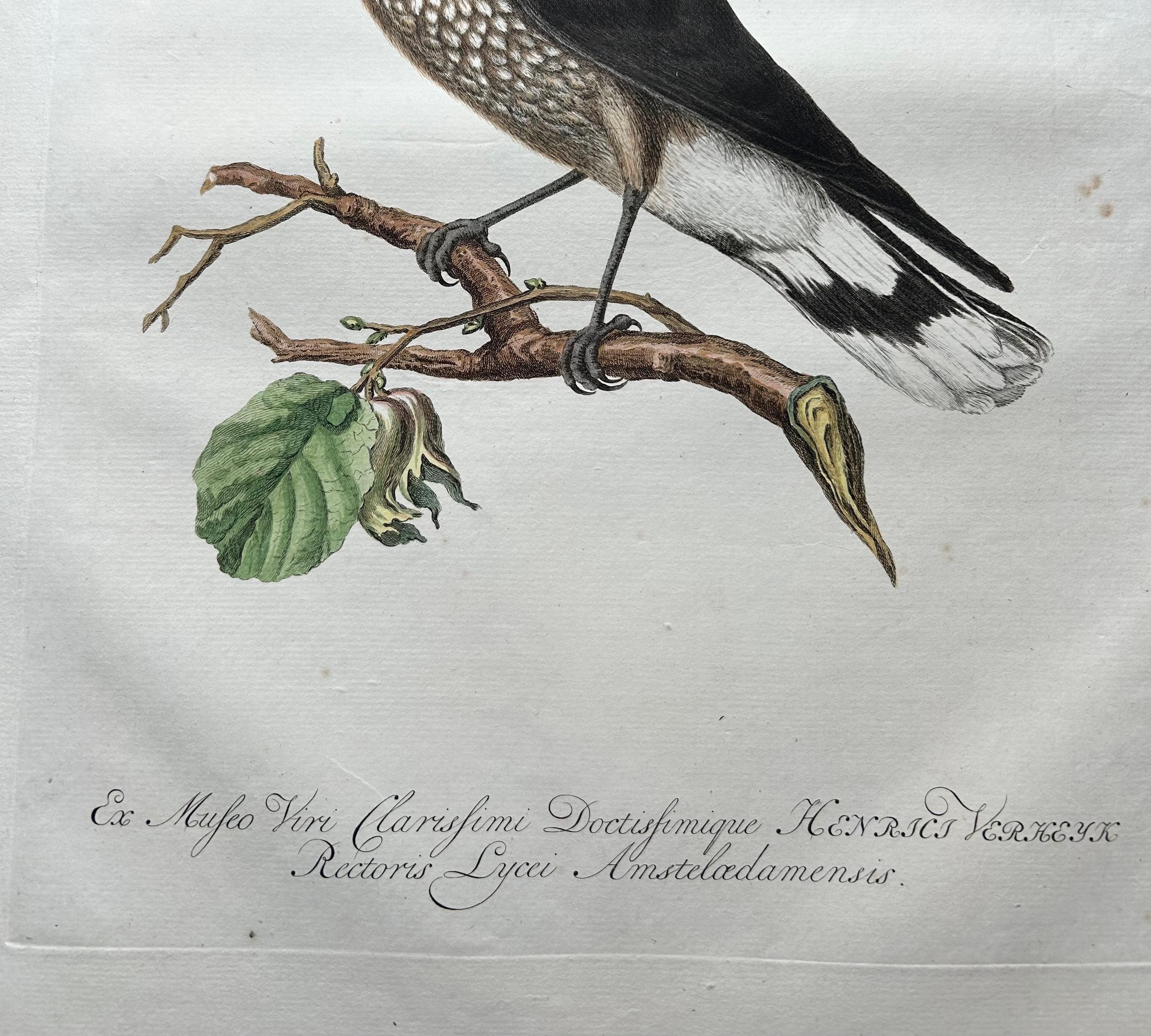 Spotted Nutcracker – Antique Bird Engraving by Nozeman and Sepp, 1770 For Sale 3