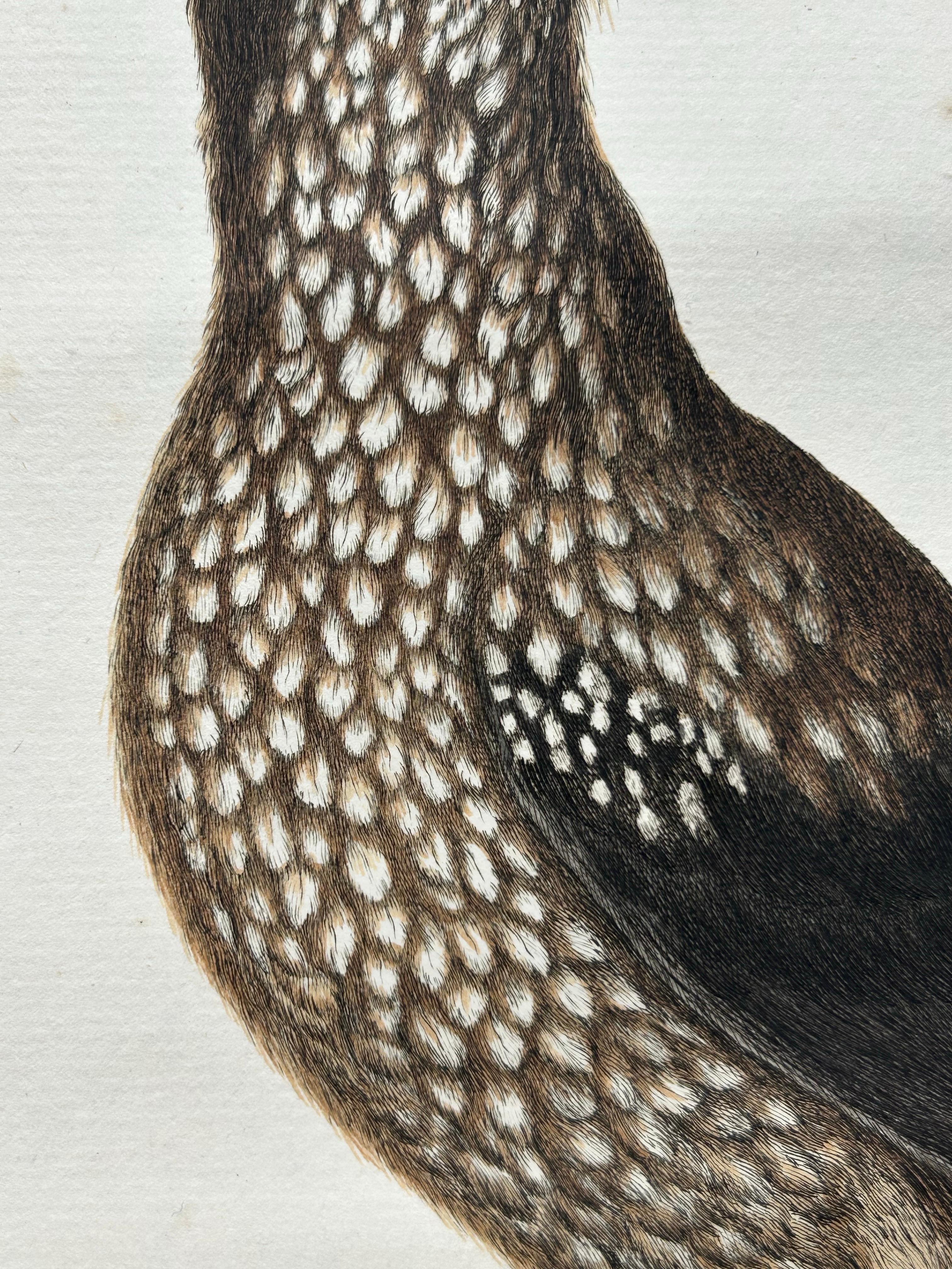 18th Century Spotted Nutcracker – Antique Bird Engraving by Nozeman and Sepp, 1770 For Sale