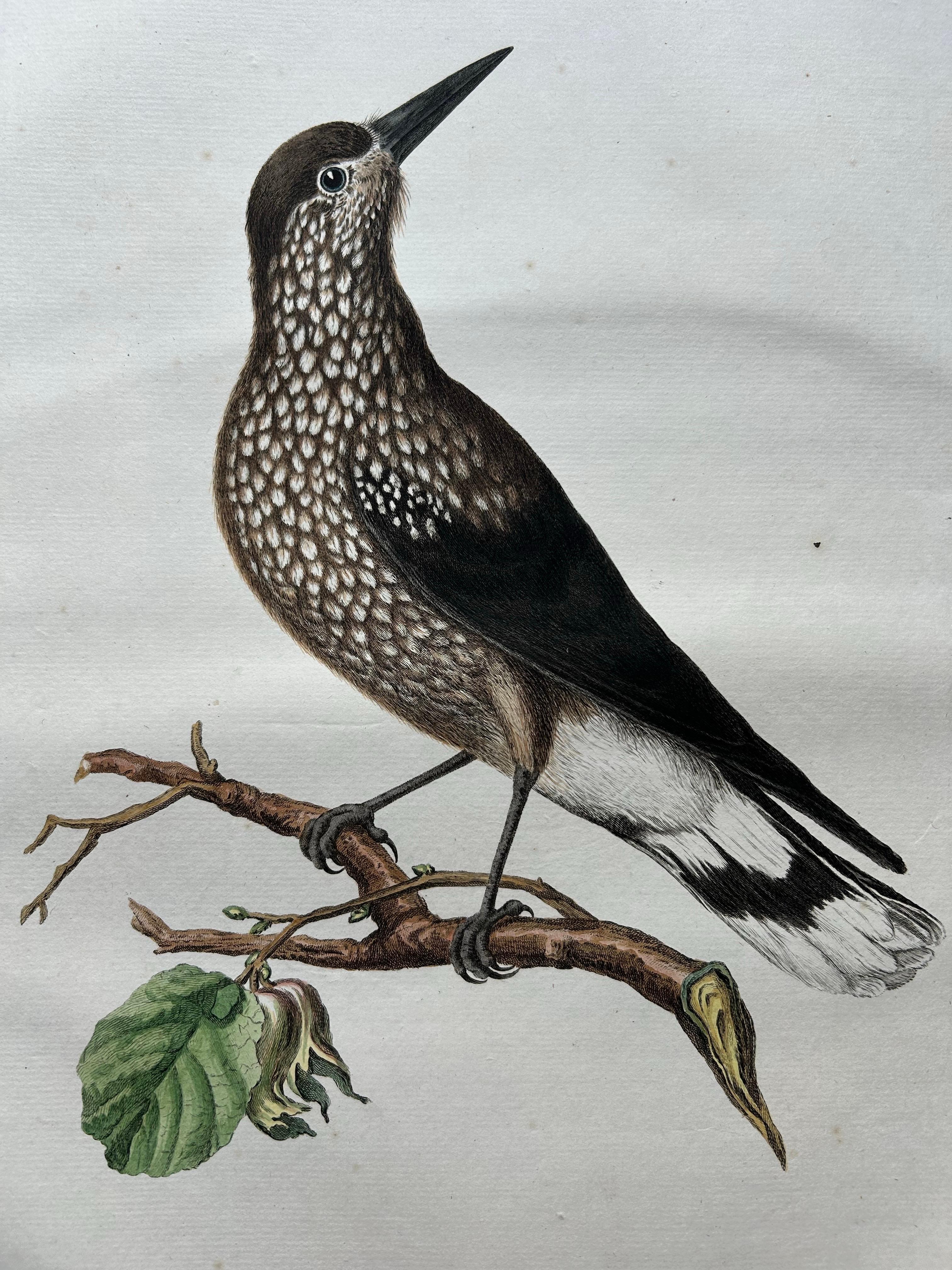Spotted Nutcracker – Antique Bird Engraving by Nozeman and Sepp, 1770 In Good Condition For Sale In Langweer, NL