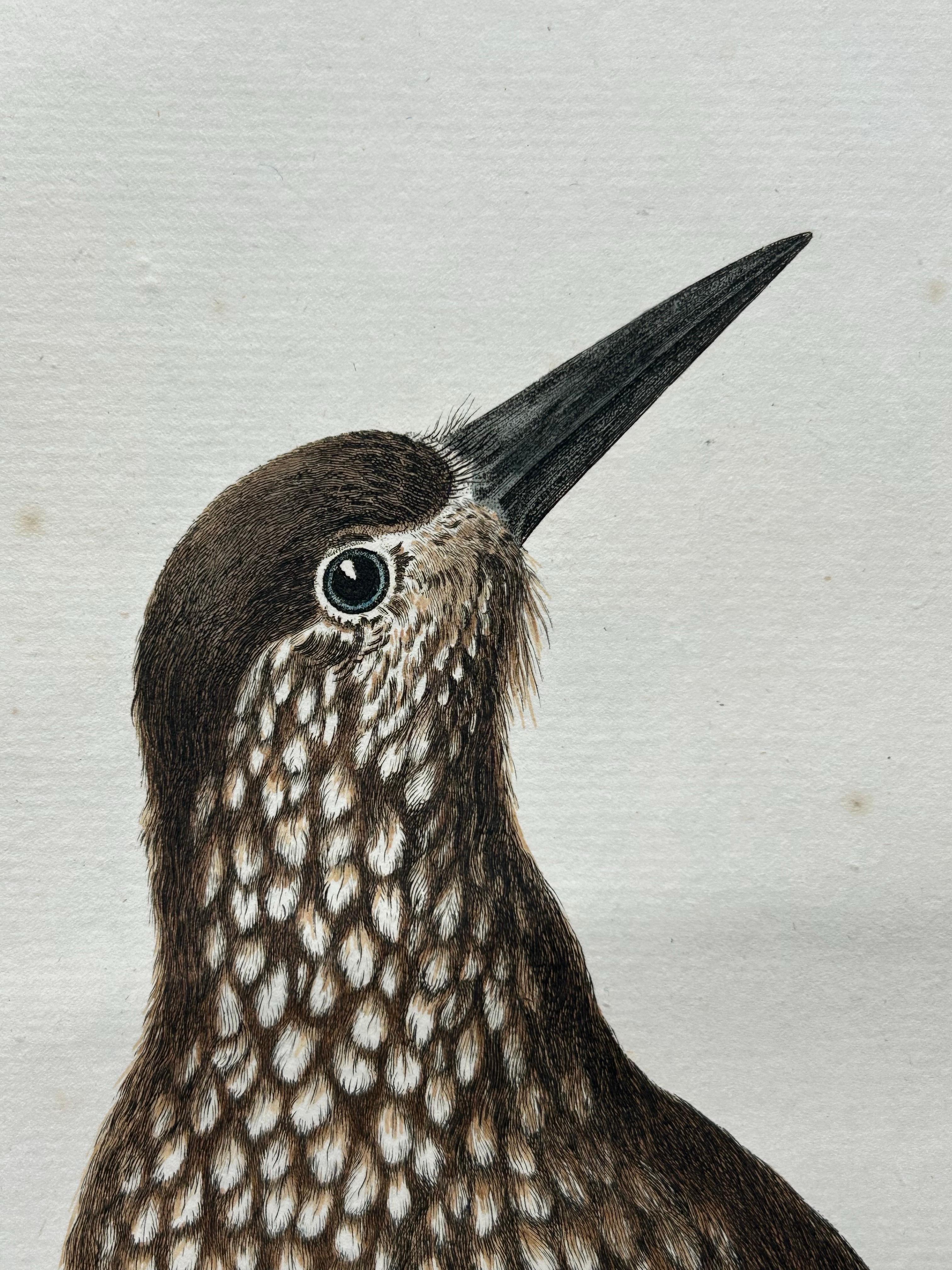 Paper Spotted Nutcracker – Antique Bird Engraving by Nozeman and Sepp, 1770 For Sale