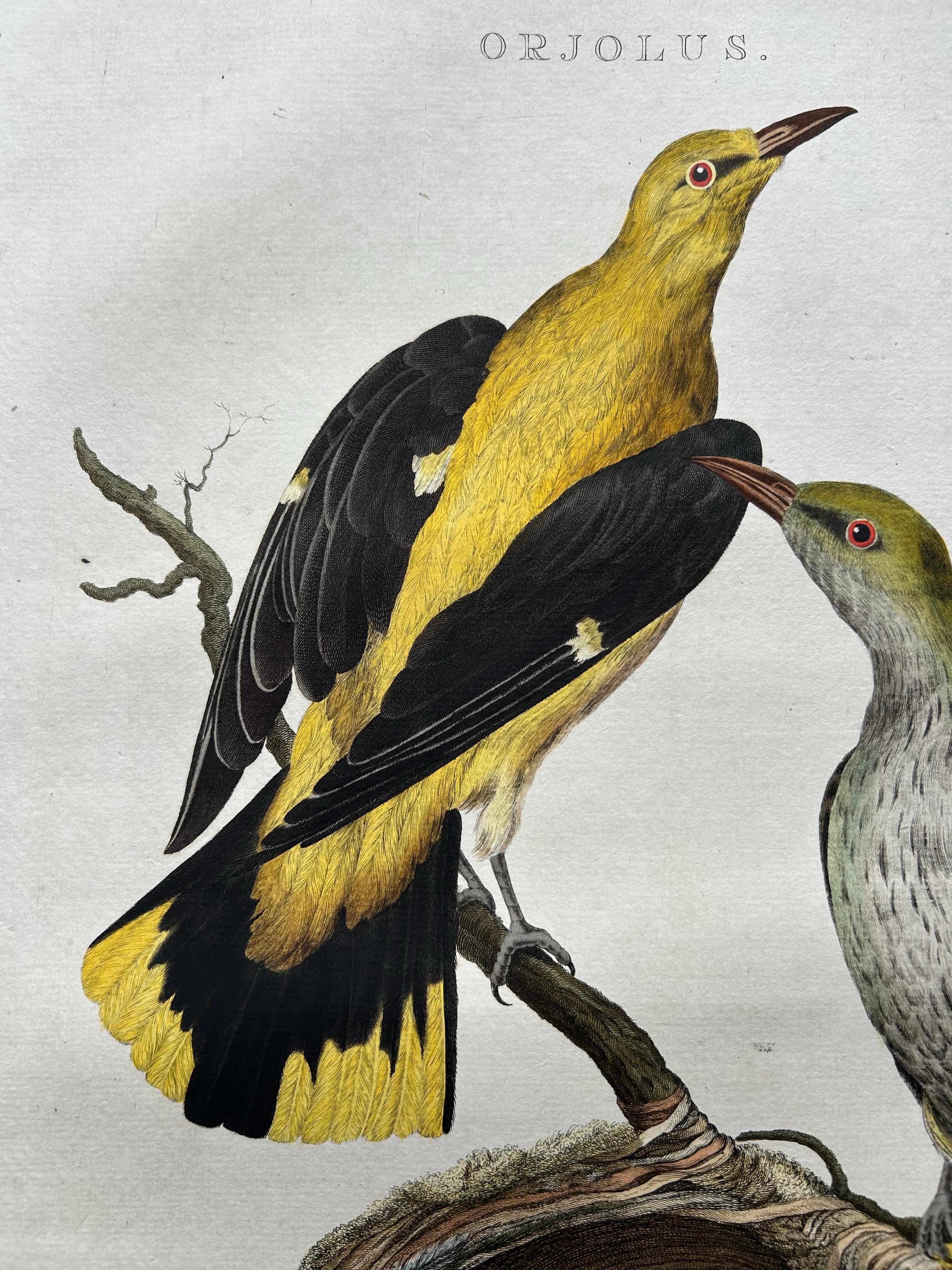 Néerlandais Impression ancienne d'oiseaux d'Oriolus par Sepp & Nozeman, 1770