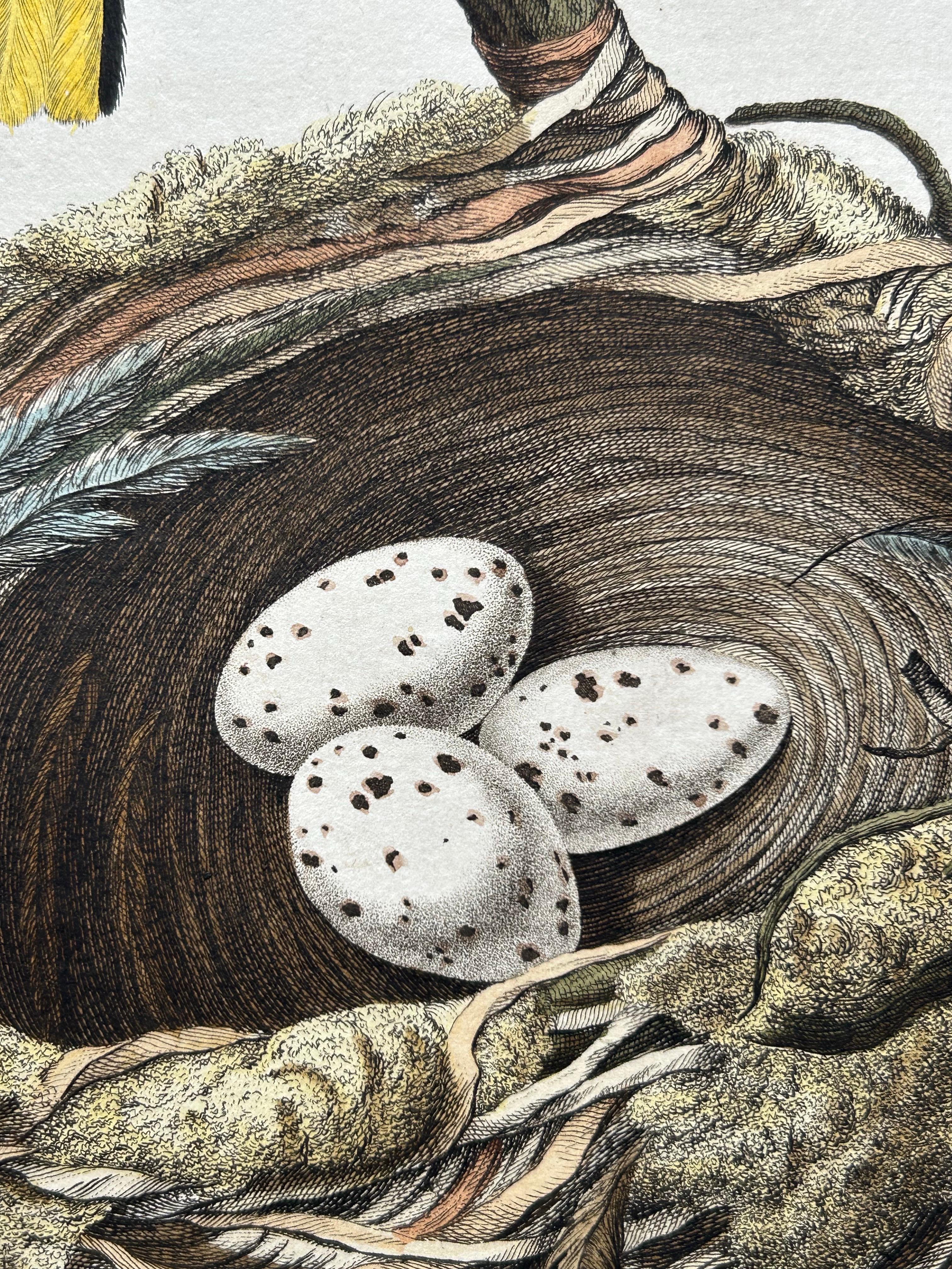 Papier Impression ancienne d'oiseaux d'Oriolus par Sepp & Nozeman, 1770