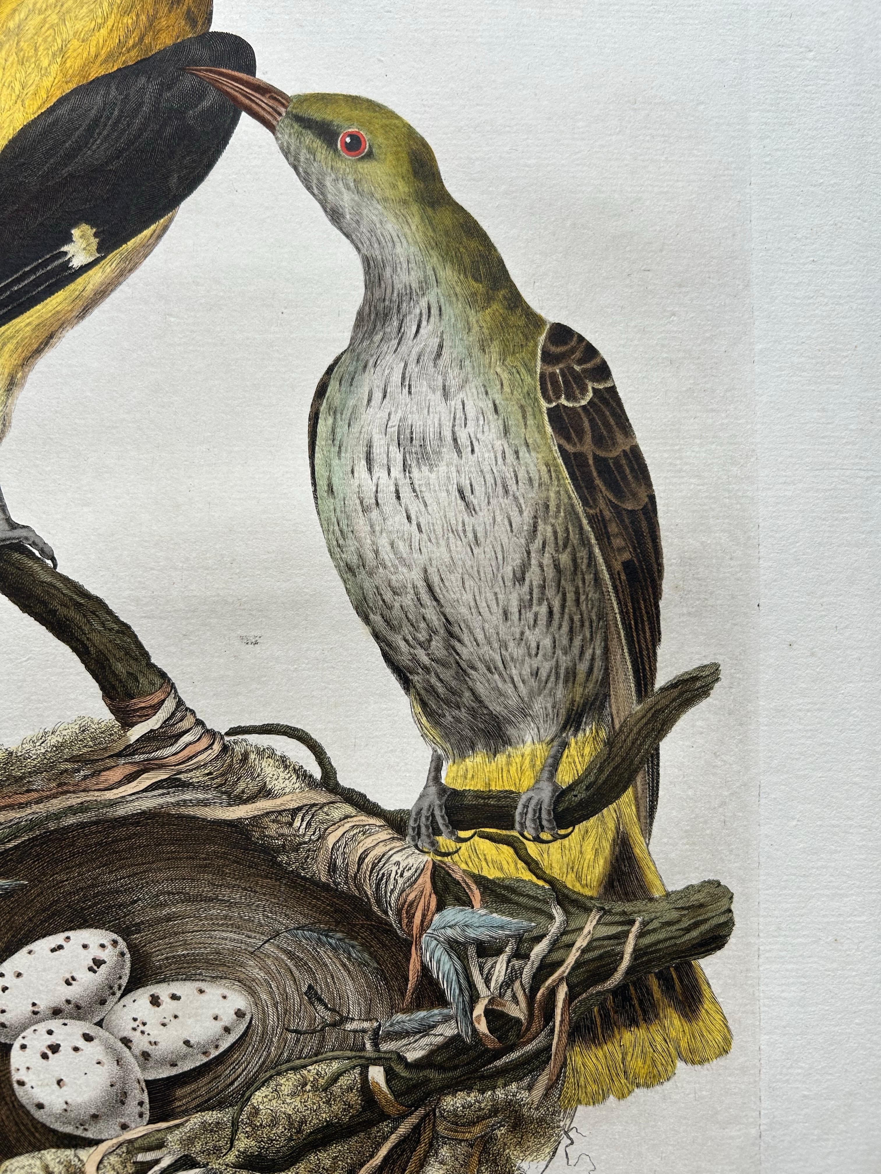 XVIIIe siècle Impression ancienne d'oiseaux d'Oriolus par Sepp & Nozeman, 1770