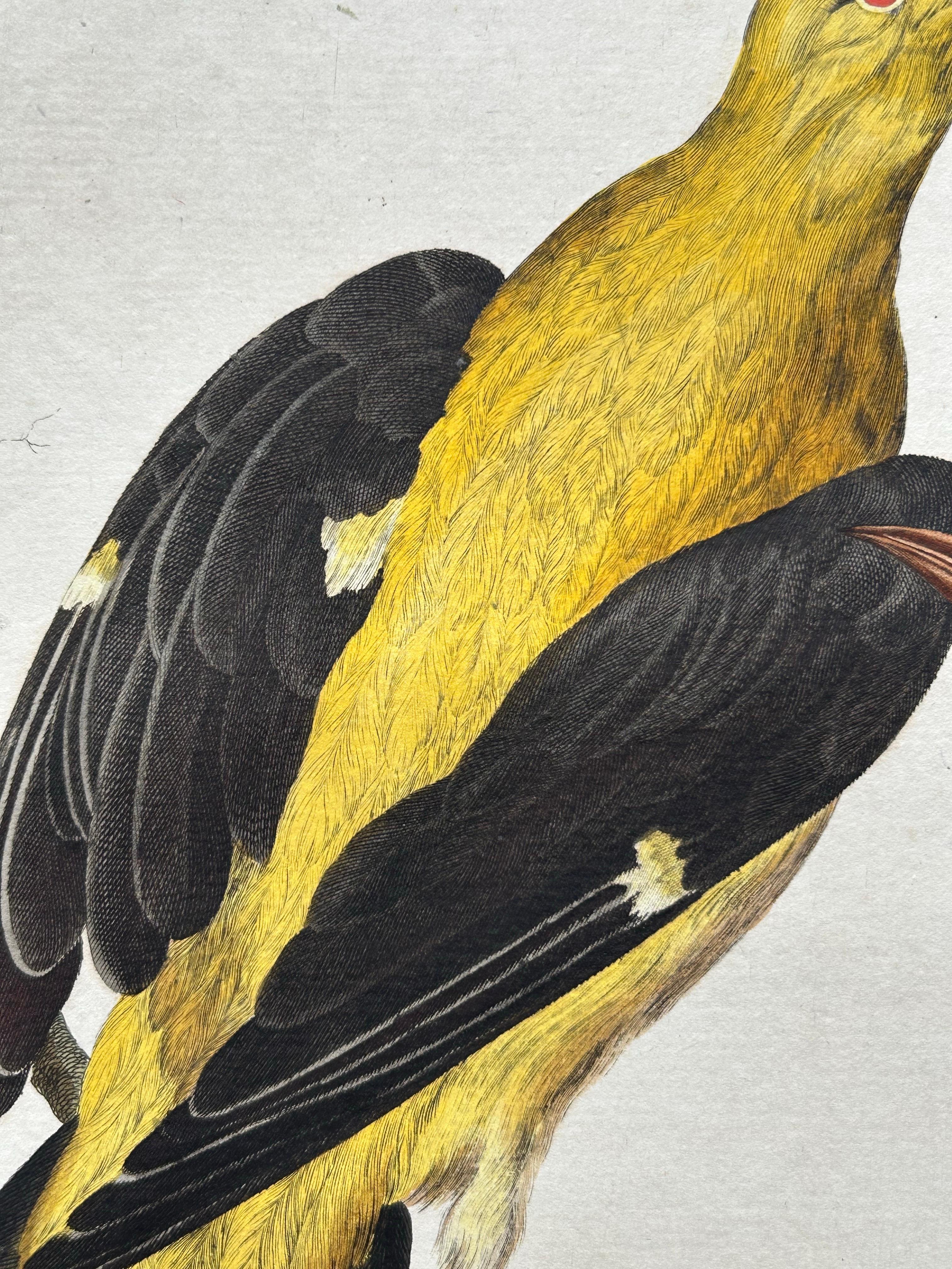 Impression ancienne d'oiseaux d'Oriolus par Sepp & Nozeman, 1770 1