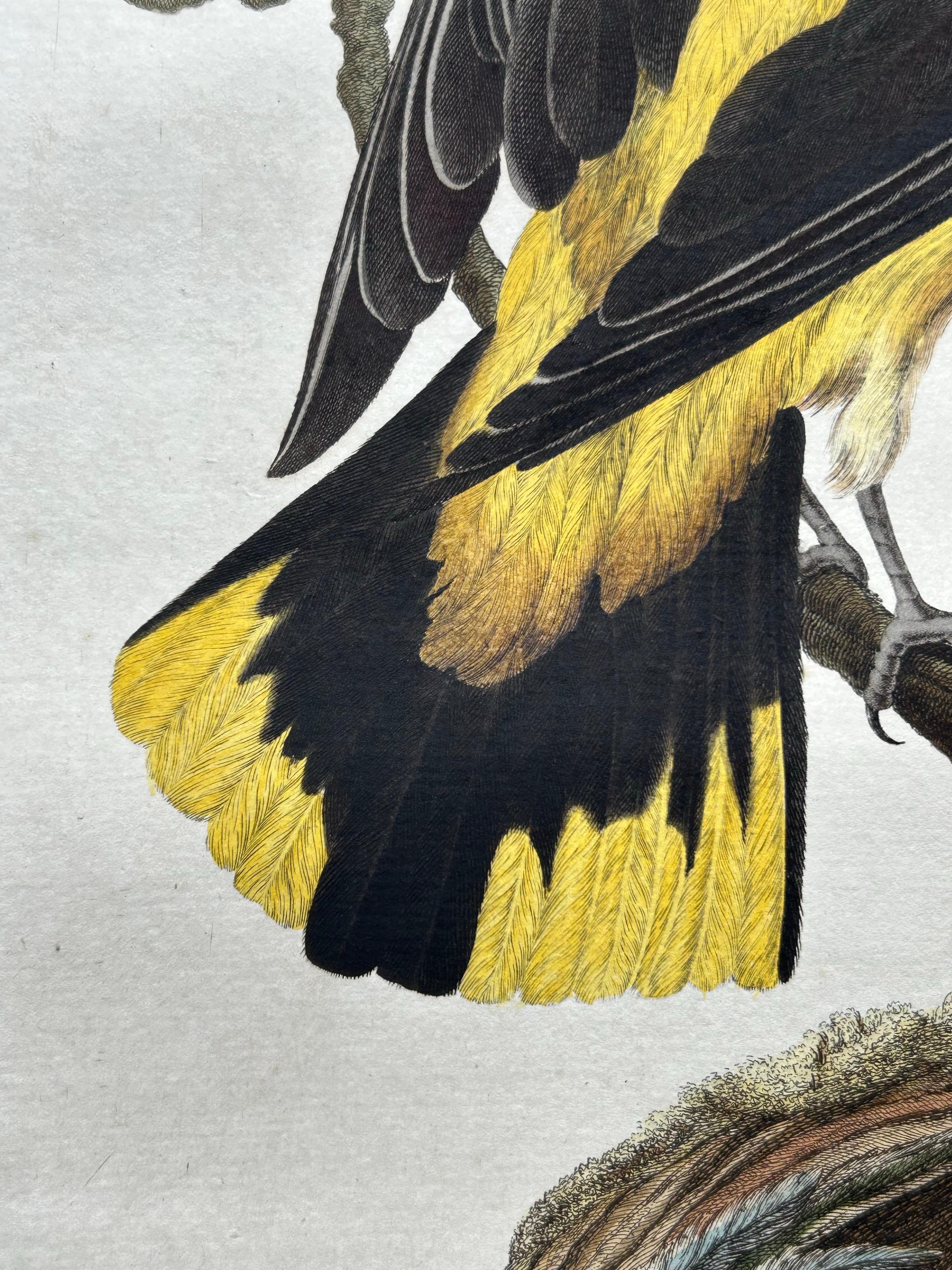 Impression ancienne d'oiseaux d'Oriolus par Sepp & Nozeman, 1770 2
