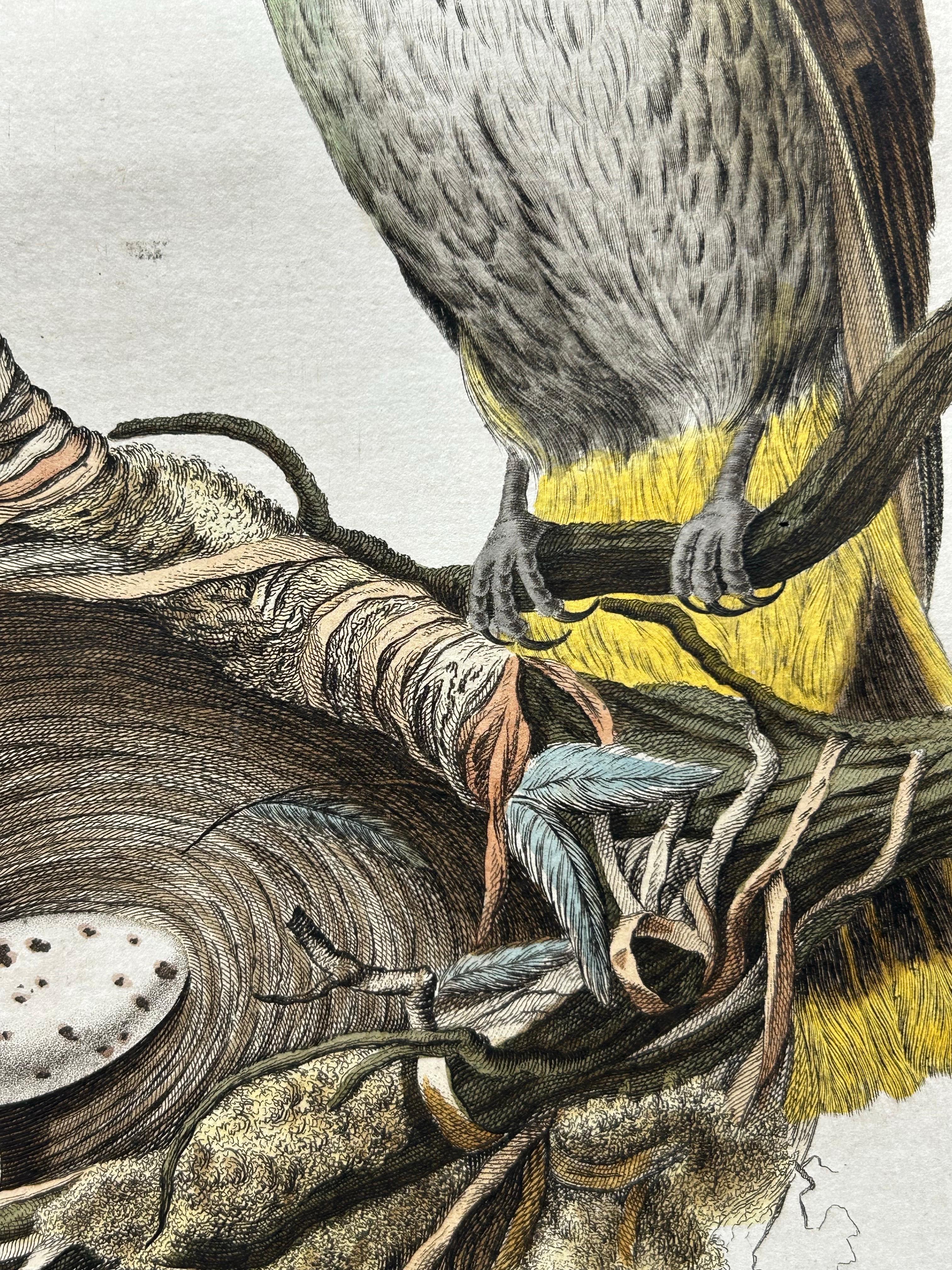Impression ancienne d'oiseaux d'Oriolus par Sepp & Nozeman, 1770 3