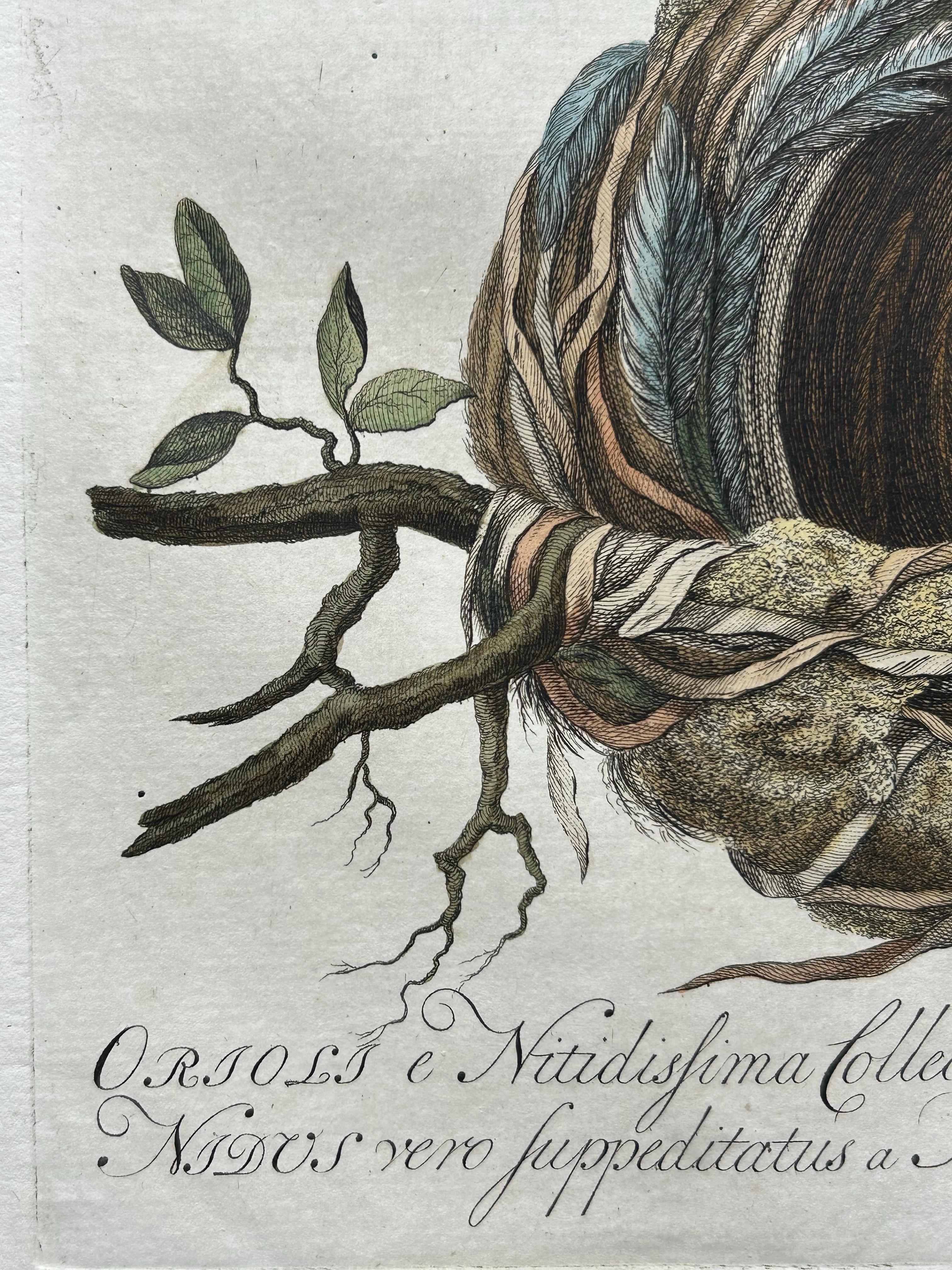 Impression ancienne d'oiseaux d'Oriolus par Sepp & Nozeman, 1770 4