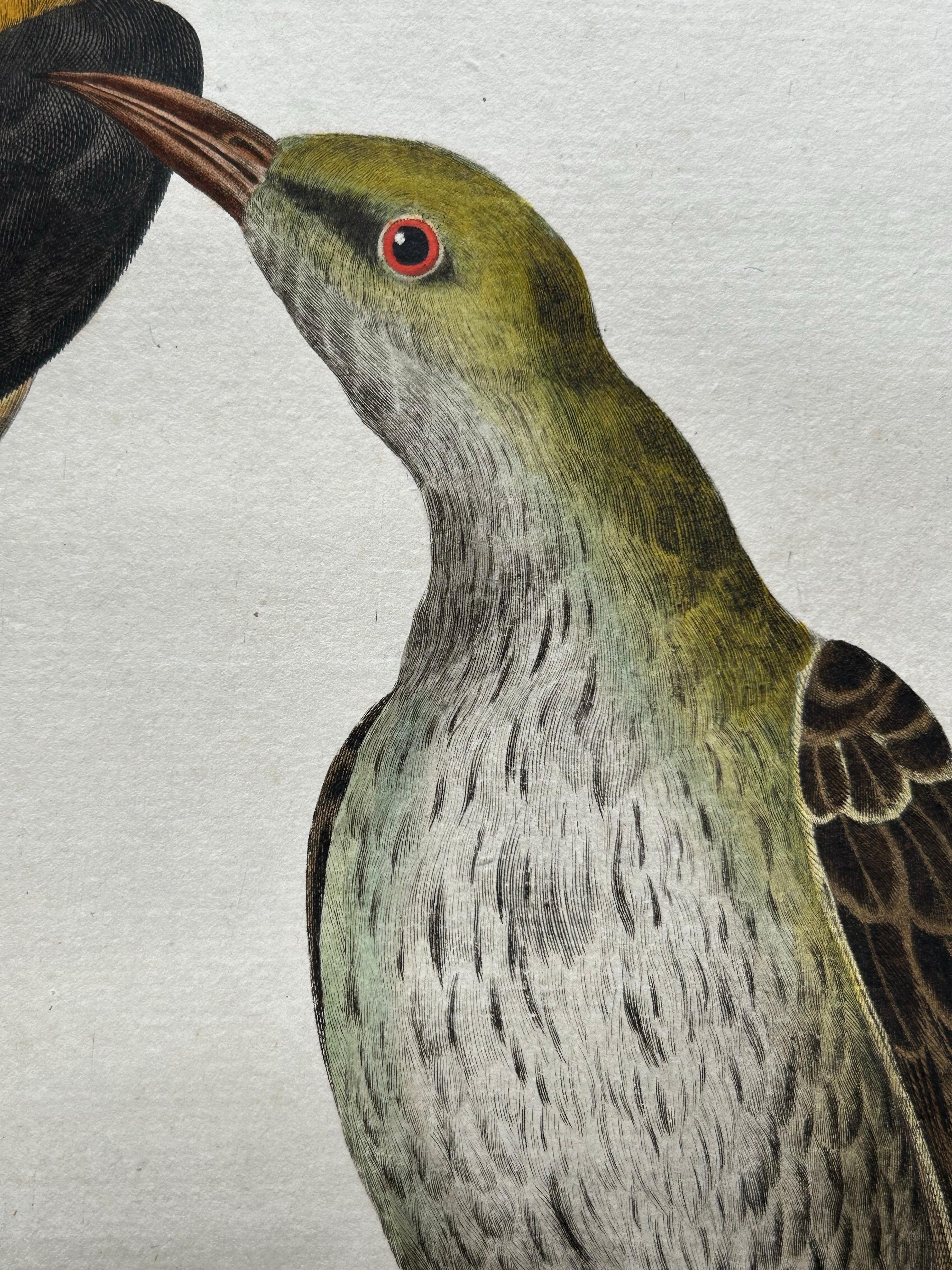 Impression ancienne d'oiseaux d'Oriolus par Sepp & Nozeman, 1770 5
