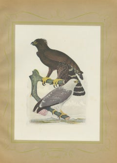 Ornate and Black-and-White Hawk-Eagles, Brazilian Bird Print, Descourtilz, 1944