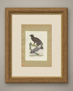 Ornate and Black-and-White Hawk-Eagles, Brazilian Bird Print, Descourtilz, 1944