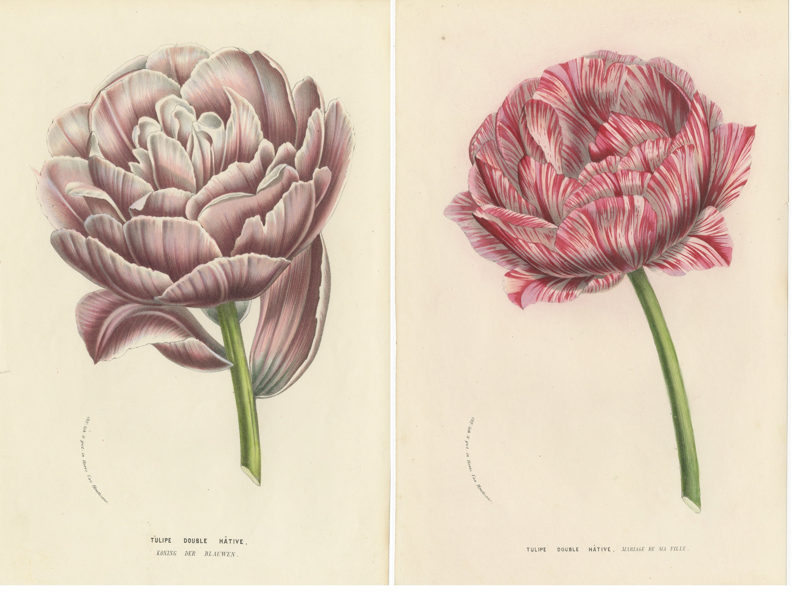 Set of 2 Antique Botany Prints of Various Tulips by Van Houtte, 1857