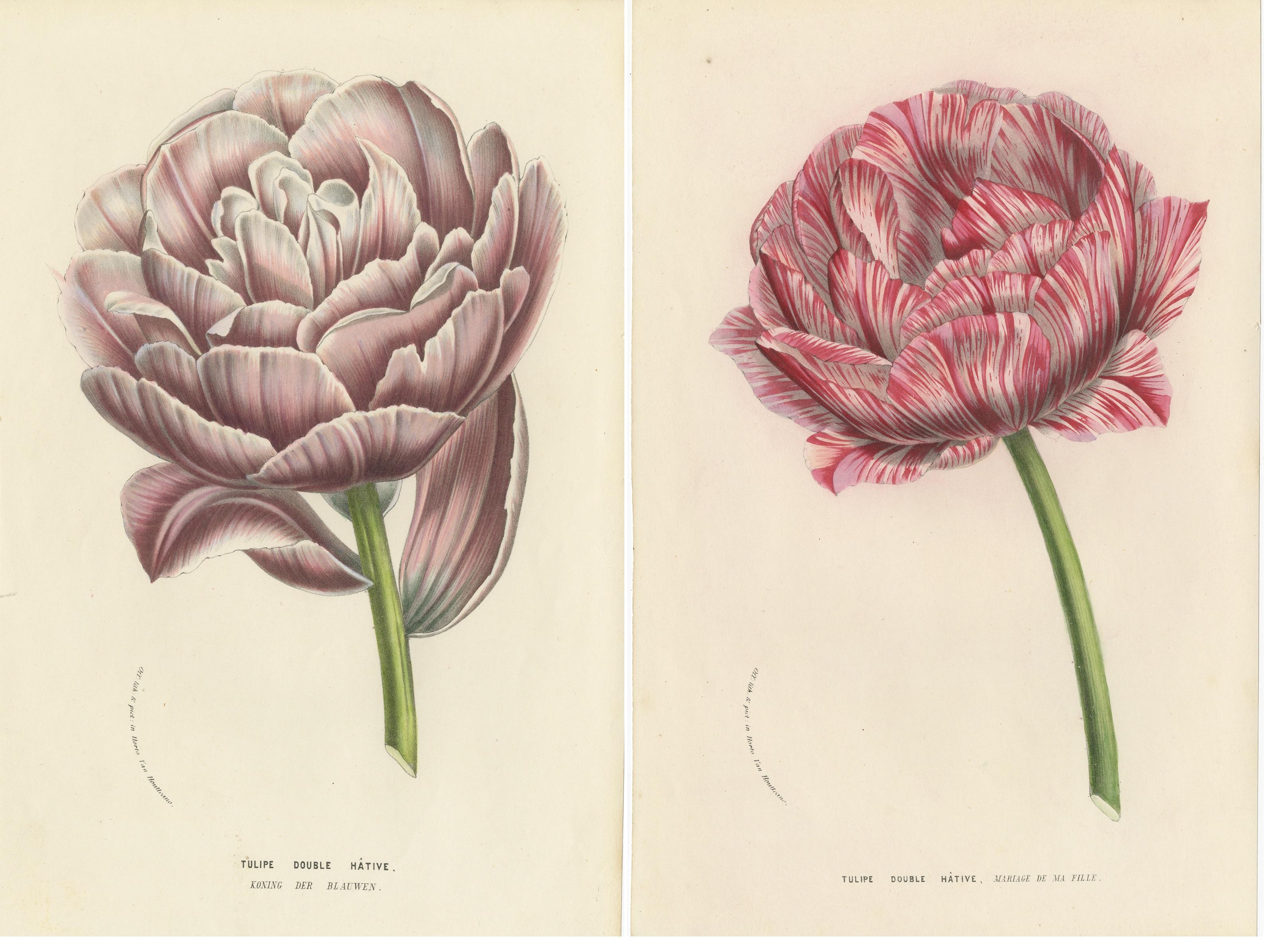 Set of 2 Antique Botany Prints of Various Tulips by Van Houtte, 1857 1