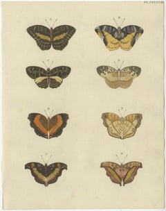 Set of 2 Antique Butterfly Prints 'Pl. 138' by Cramer, Published in 1779