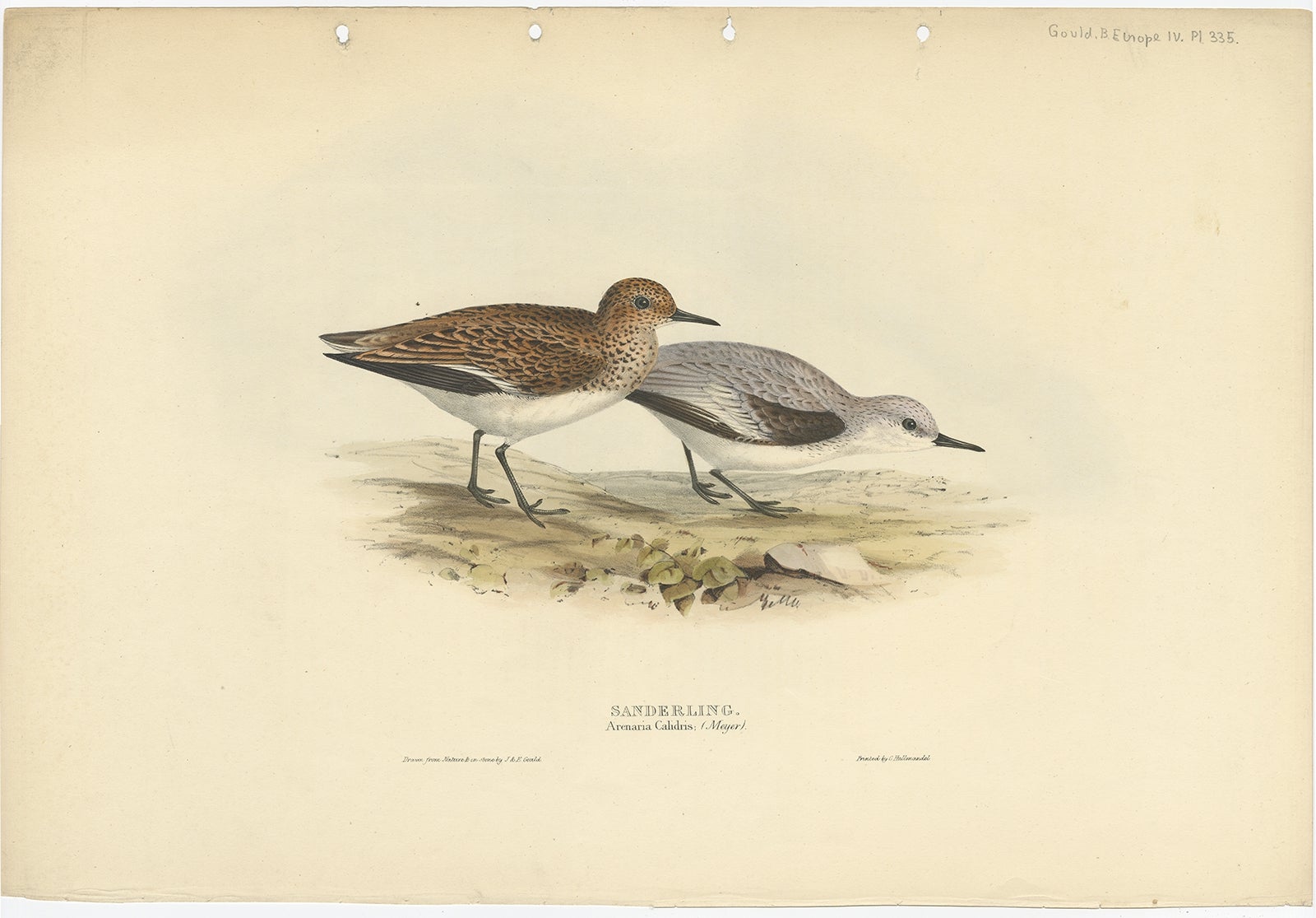 Antique bird print titled 'Sanderlingl'. Old bird print depicting the sanderling. This print originates from 'Birds of Europe' by J. Gould (1832-1837). 

The sanderling (Calidris alba) is a small wading bird. The name derives from Old English
