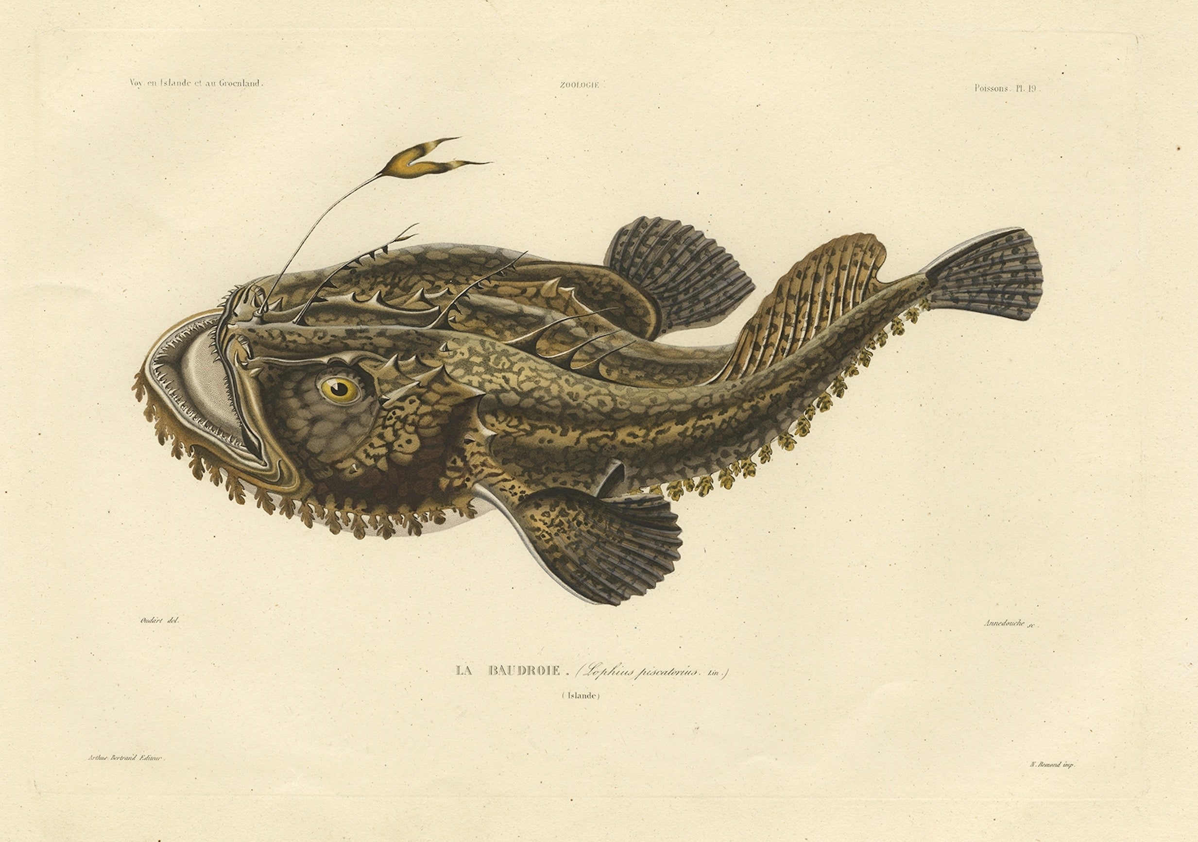Seltene handkolorierte Gravur eines Fisches mit dem Namen des Anglers, 1842