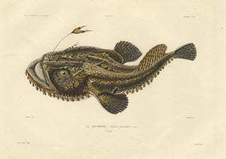 Antique Ichthyology Print, Anglerfish (Lophius piscatorius), Gaimard 1842, view 4