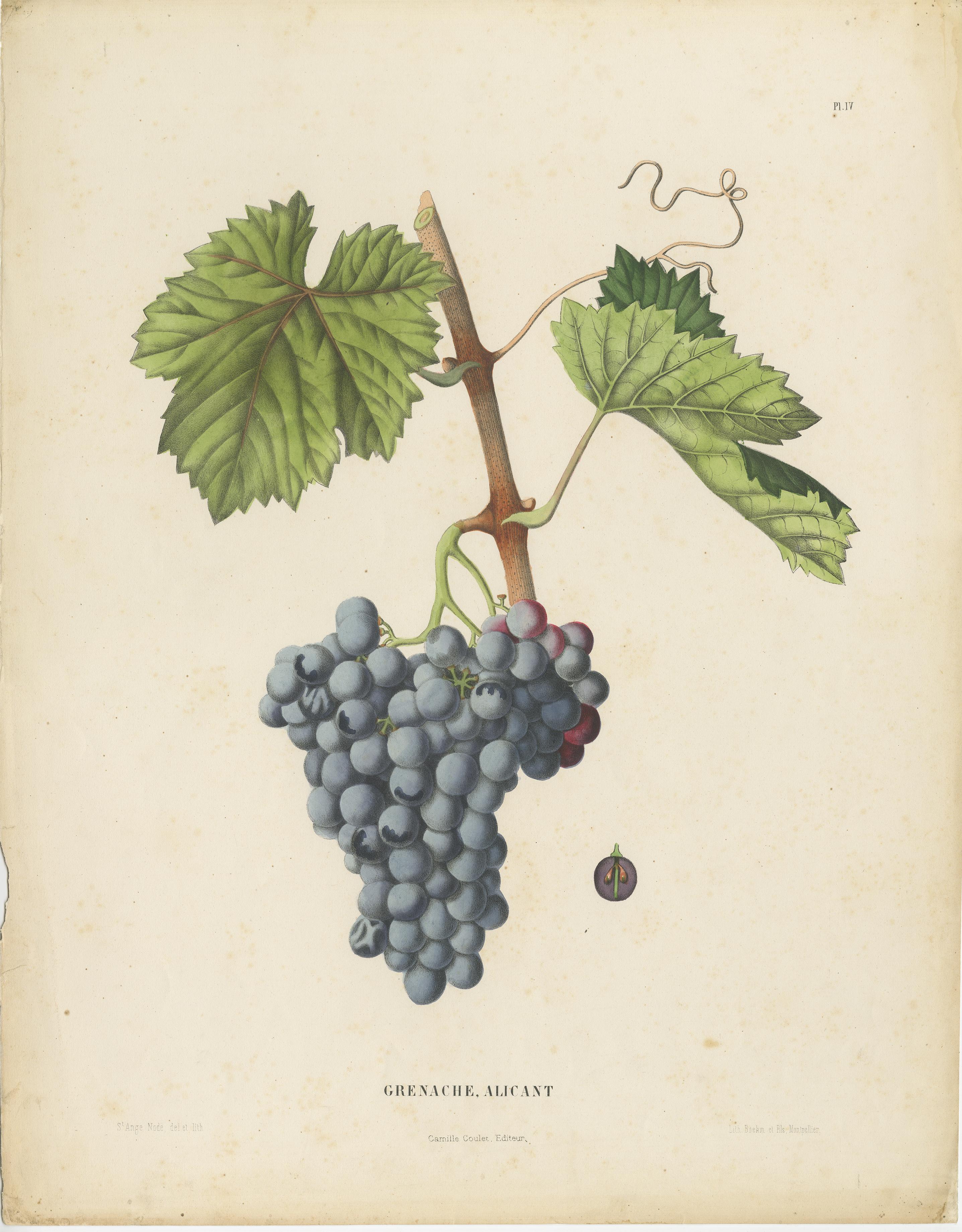 Late 19th Century Rare Original Antique Lithograph of the Grenache Alicante Grape Variety, 1890 For Sale