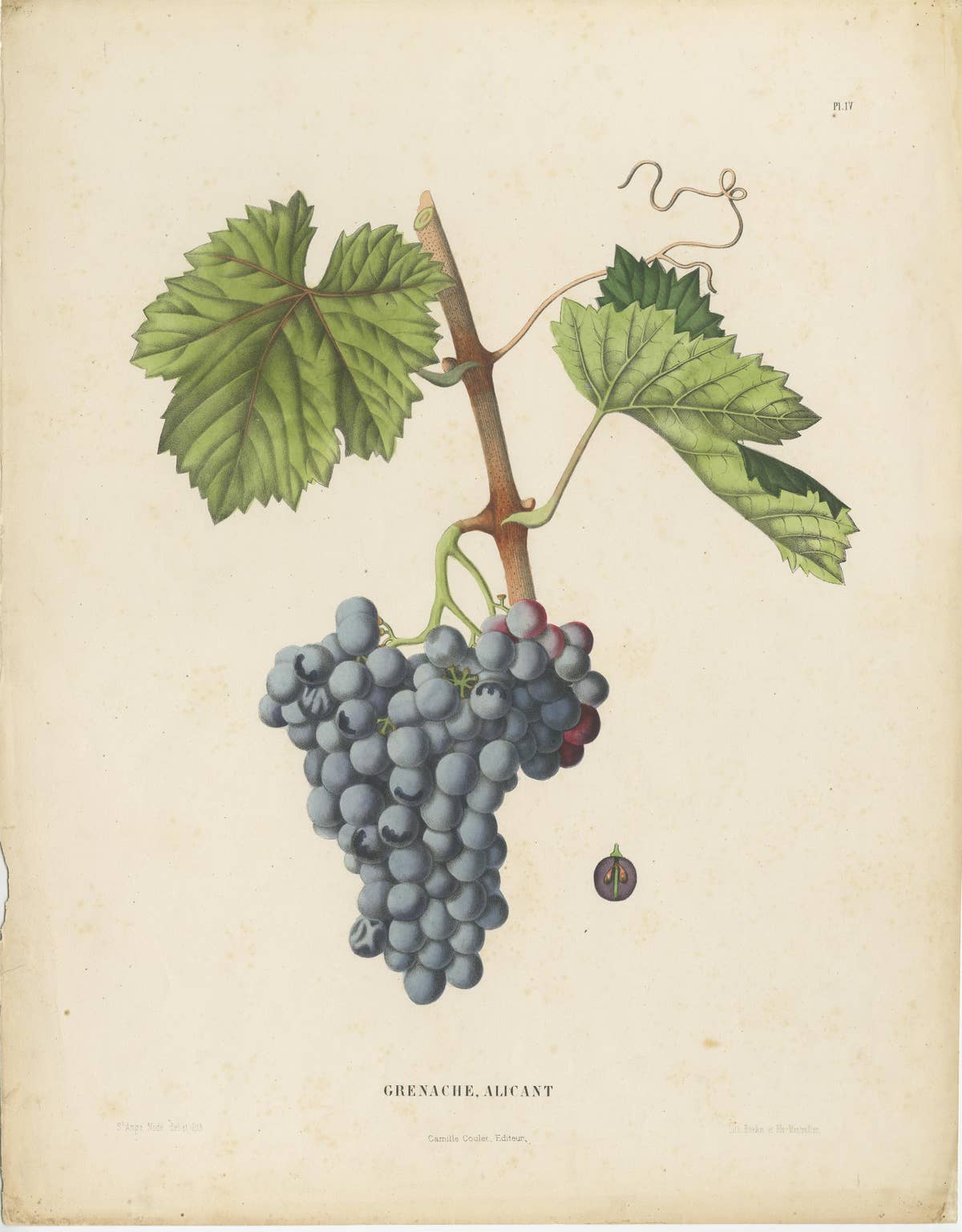 Rare Original Antique Lithograph of the Grenache Alicante Grape Variety, 1890