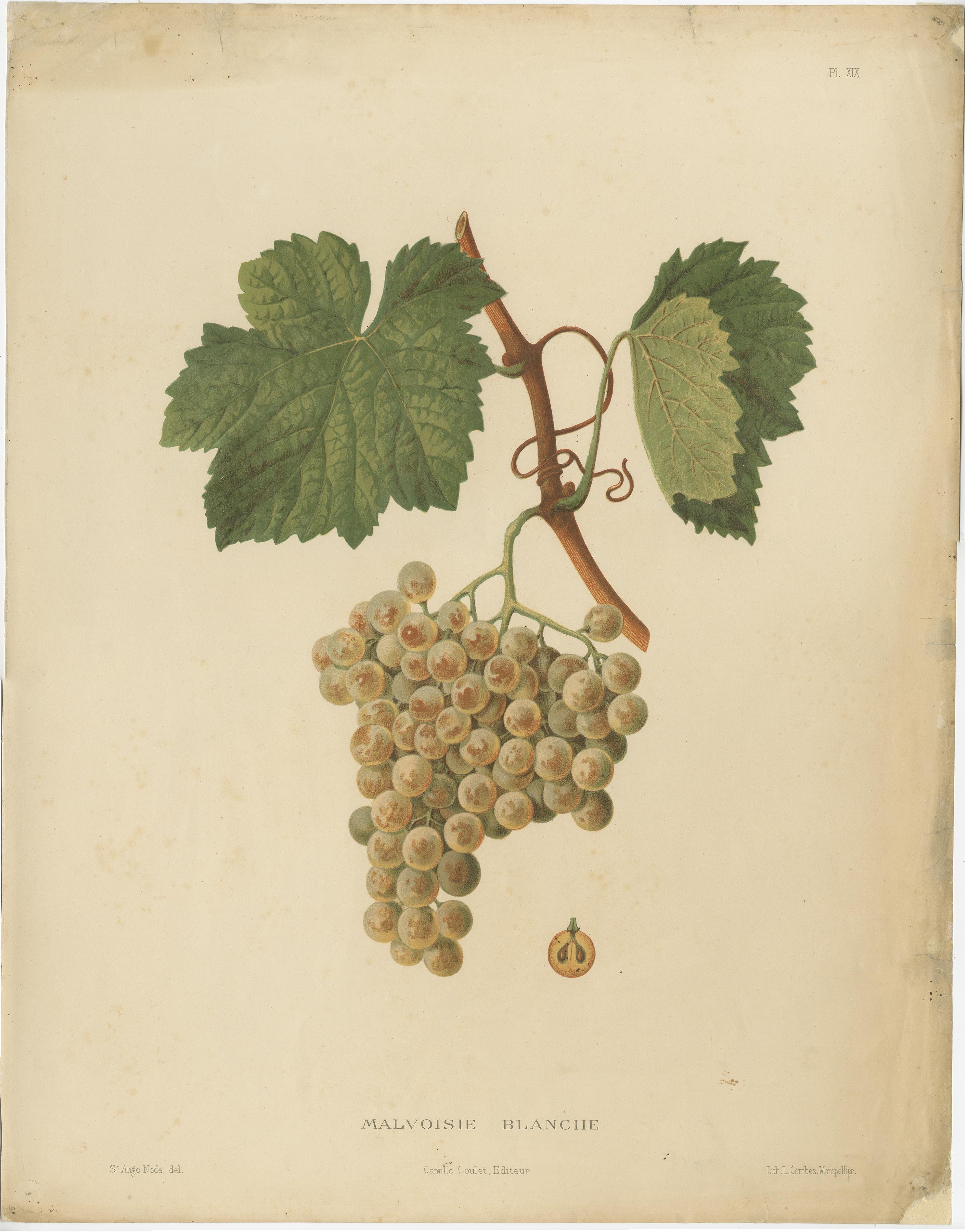 Rare Original Antique Lithograph of the Malvoisie Blanche Grape Variety, 1890 In Fair Condition In Langweer, NL