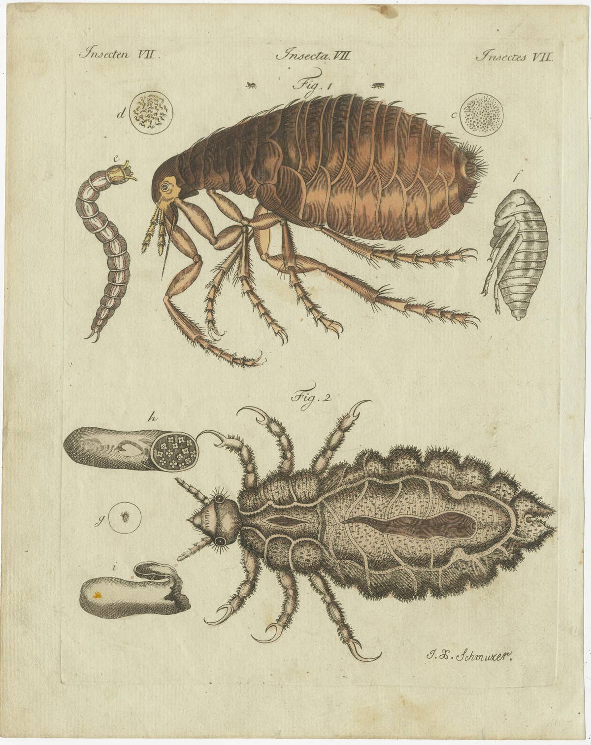Set of 4 Antique Prints of Various Insects Including the Human Flea and Others