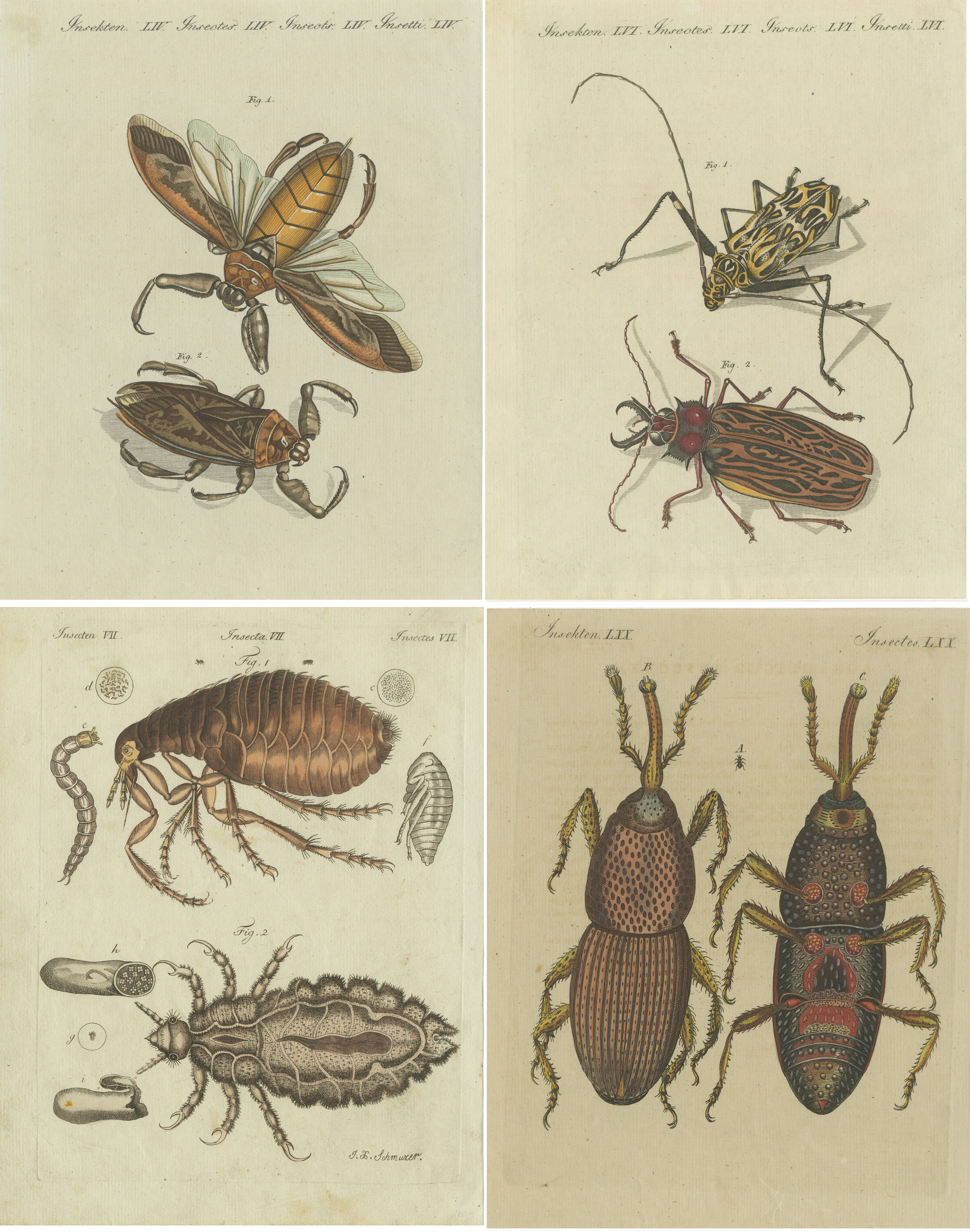 Set of 4 Antique Prints of Various Insects Including the Human Flea and Others For Sale