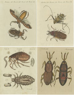 Conjunto de 4 Grabados Antiguos de Varios Insectos Incluyendo la Pulga Humana y Otros