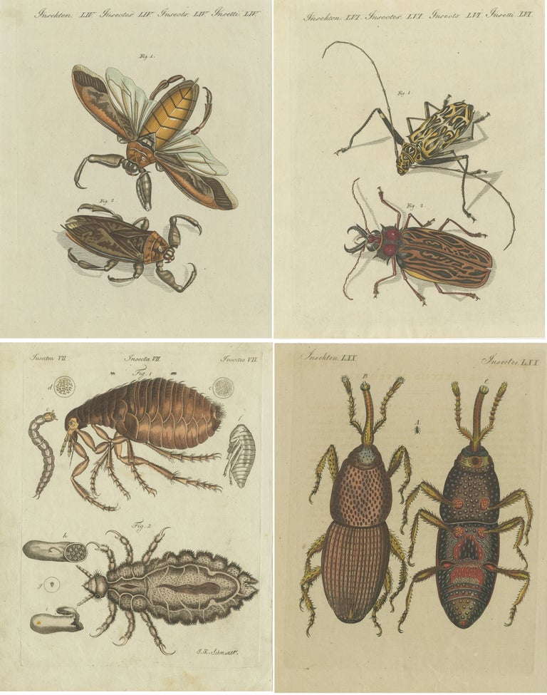 Set of 4 Antique Prints of Various Insects Including the Human Flea and ...
