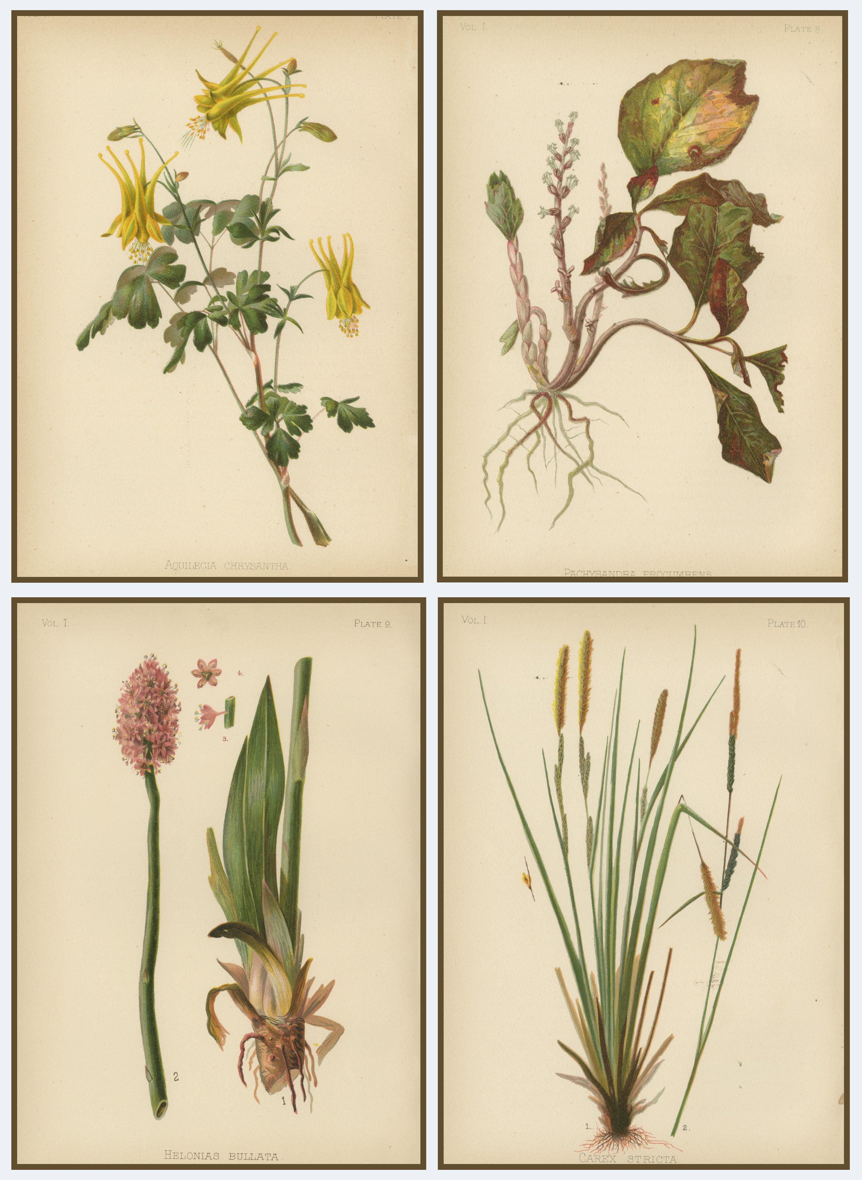 Native US Flora - Four Original Botanical Chromolithograps, 1879 For Sale 1