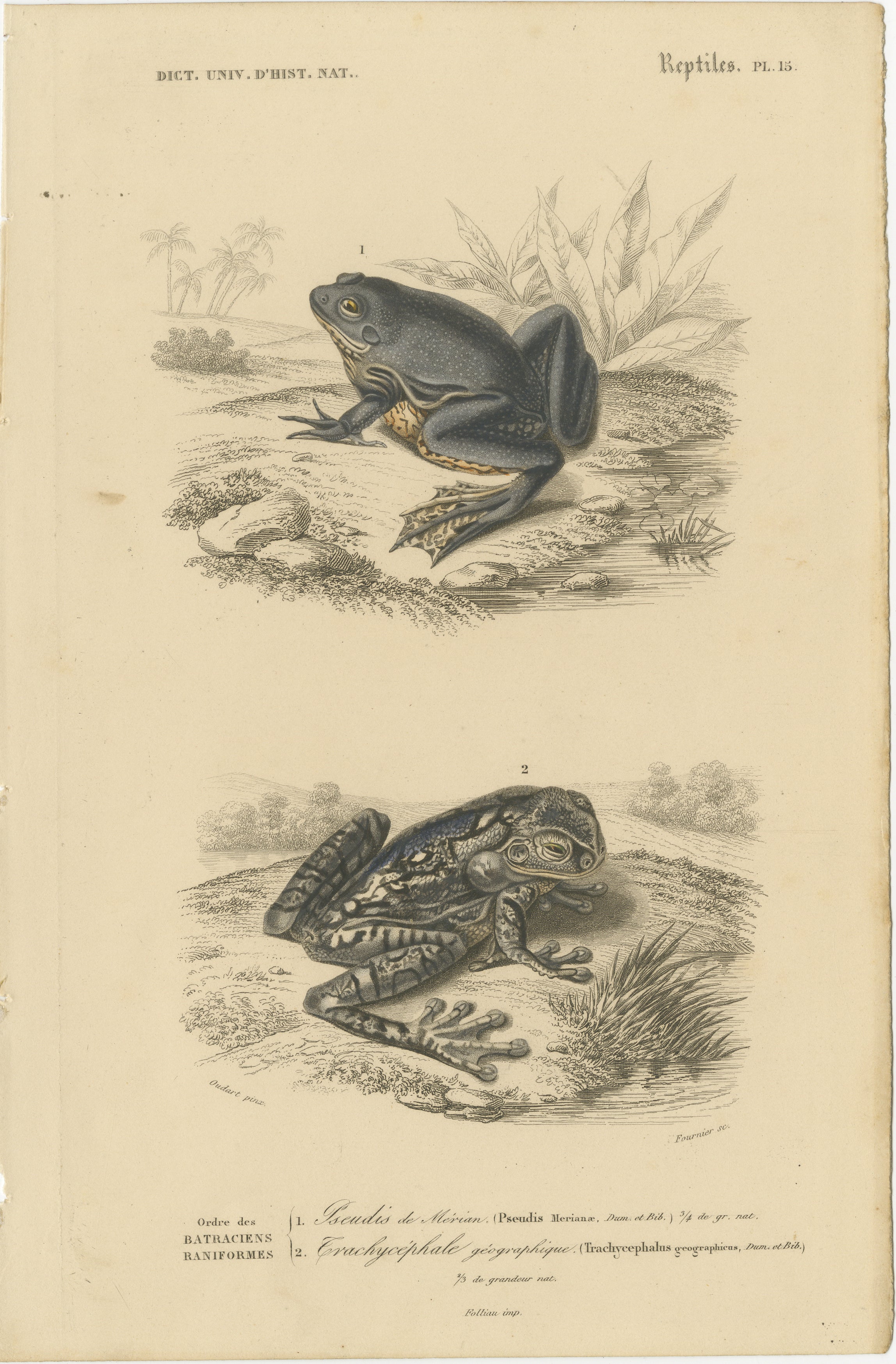 Gravure de grenouille arboricole mexicaine et de grenouille de carte, c.I.C., par Orbigny

Cette charmante gravure du XIXe siècle, colorée à la main, Reptiles Pl. 15, représente deux espèces distinctes de grenouilles : la rainette mexicaine