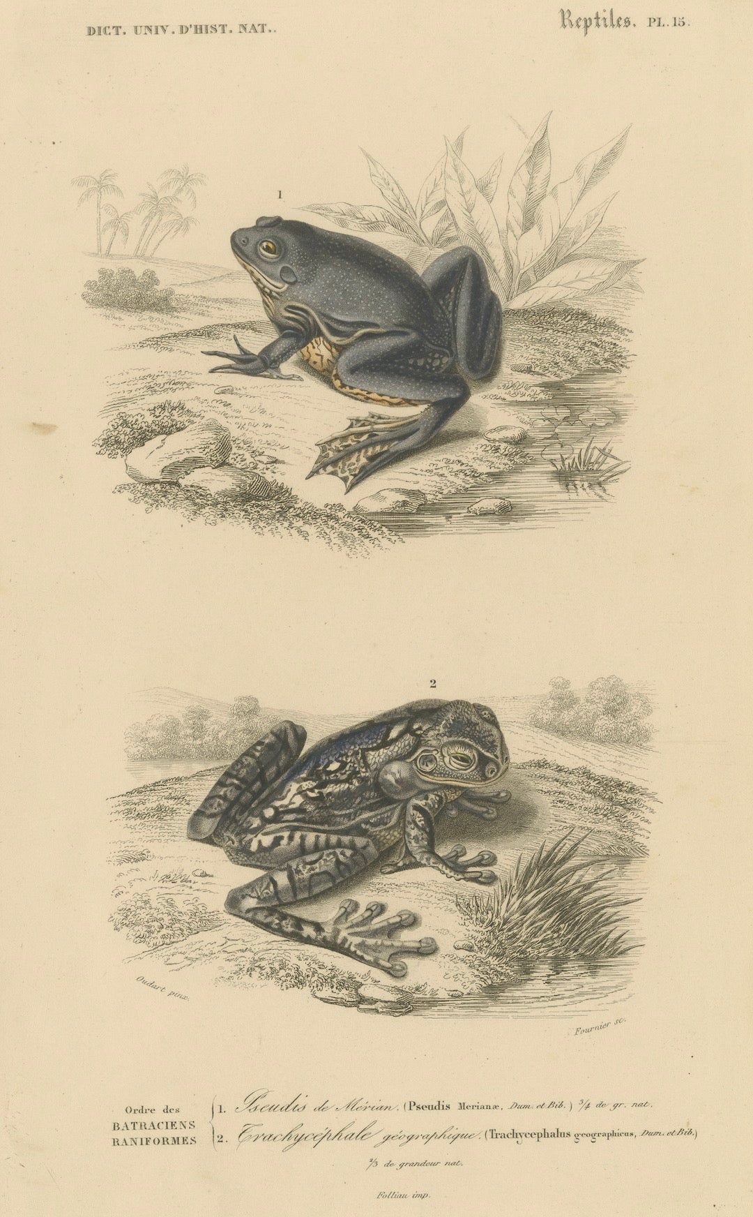 Stampa di rana messicana e rana mappa, 1850 circa, di Orbigny