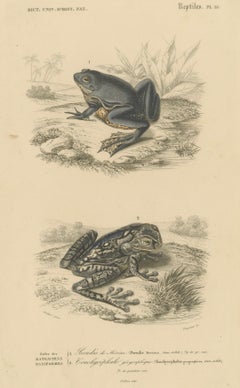 Antique Frog Print of Mexican Treefrog and Map Frog, c.1850, by Orbigny