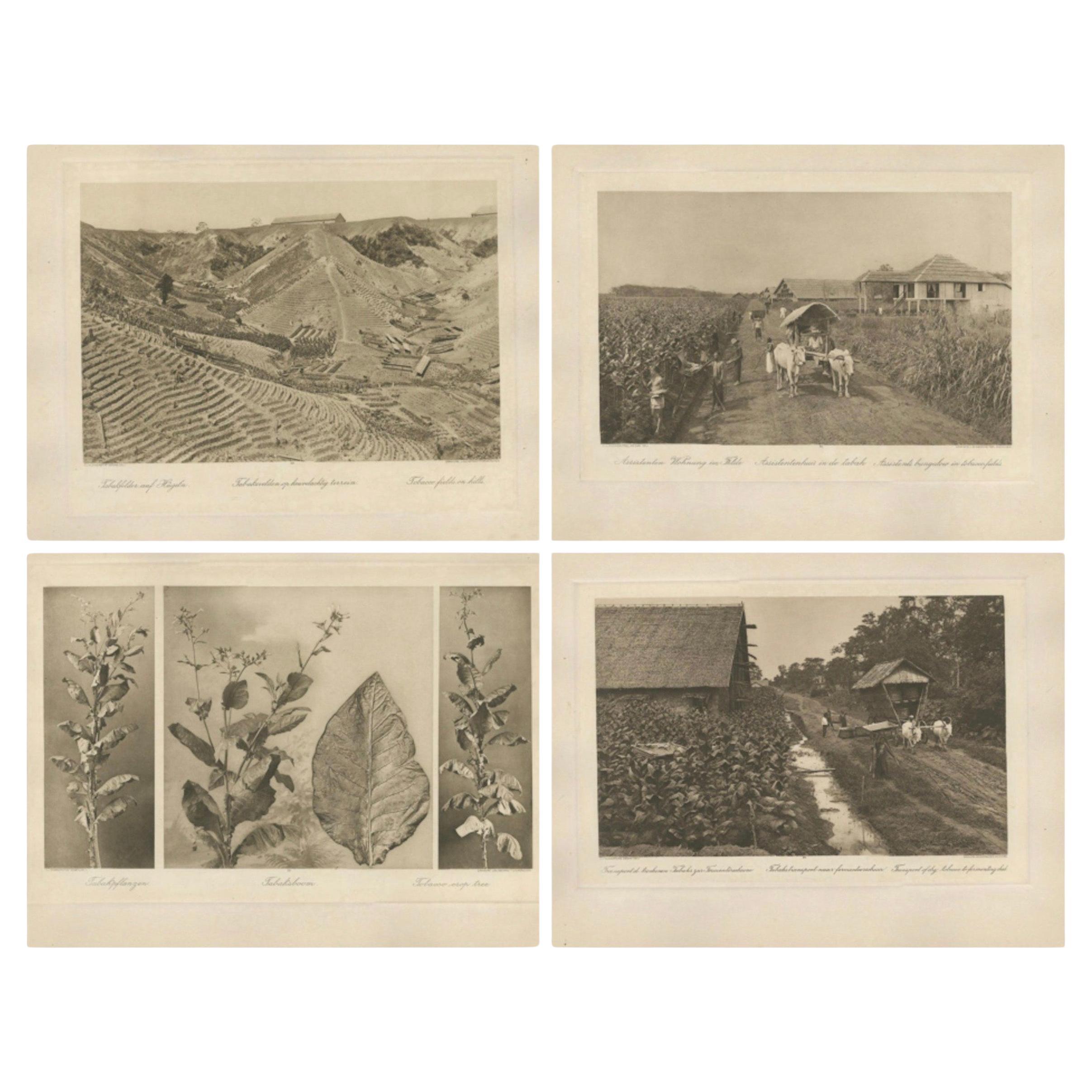 Ensemble de 4 photogravures de l
industrie du tabac - A.I.C., C.J. Kleingrothe, 1910