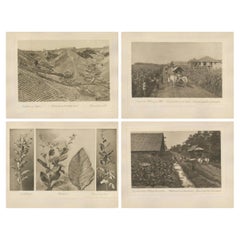 Set of 4 Tobacco Industry Photogravures – Sumatra’s O.K., C.J. Kleingrothe, 1910