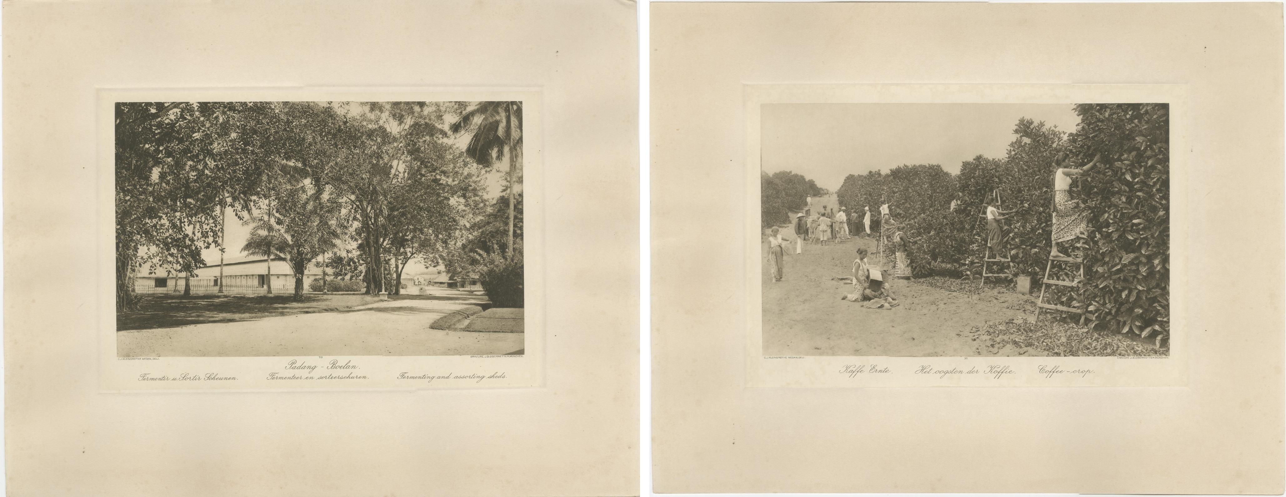 Cobertizos de fermentación y cosecha de café 