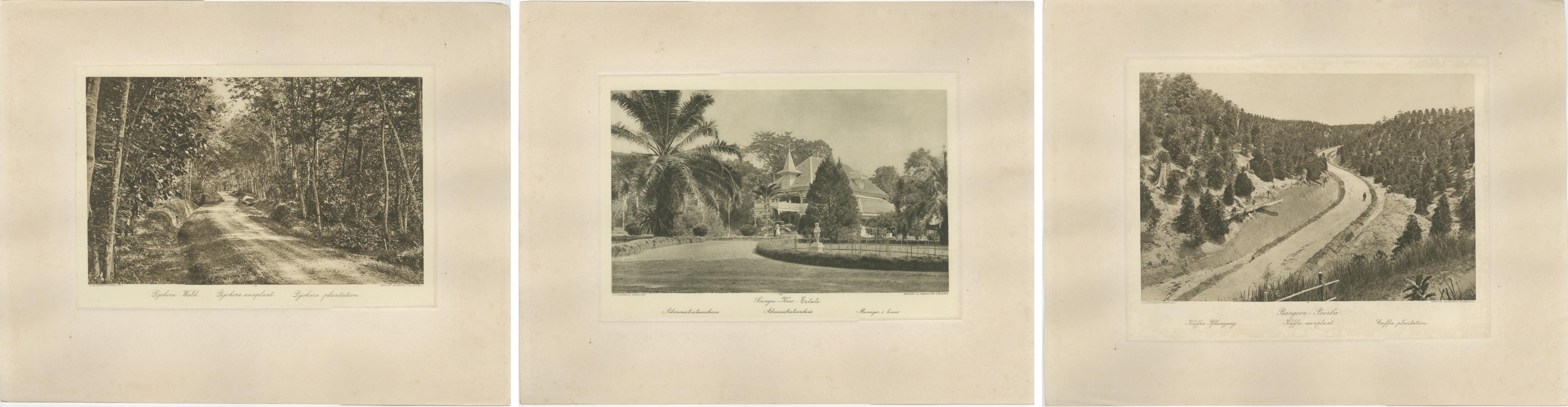 Set di 3 antiche fotoincisioni di piantagioni di Sumatra - Deli, regione di Medan, 1900