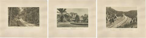 Set of 3 Antique Photogravures of Sumatra Plantations — Deli, Medan Region, 1900