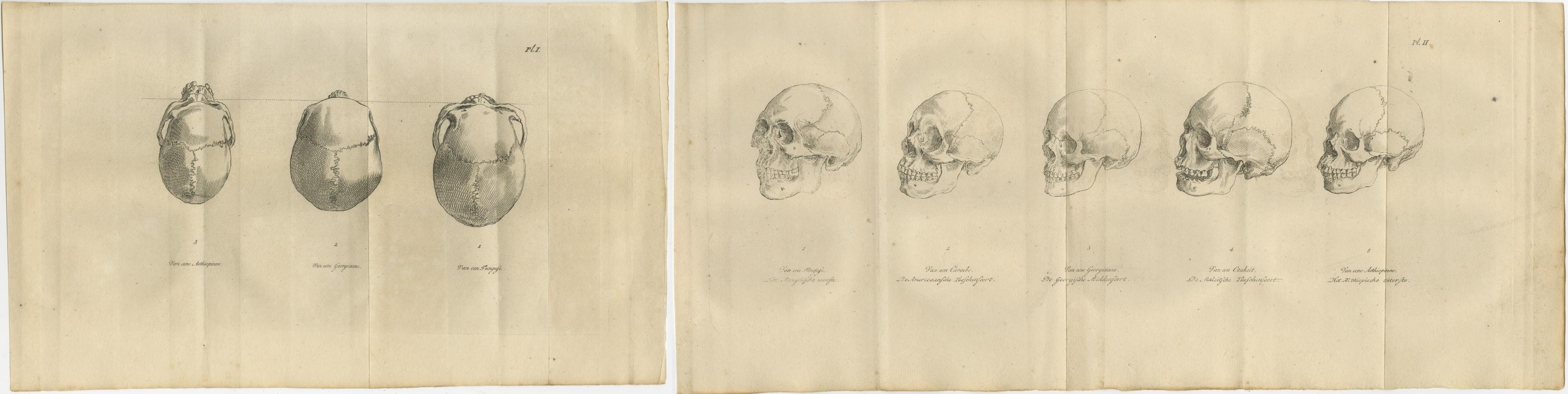 Ensemble de deux gravures anatomiques de crânes humains - Crâniologie comparée, 1803 en vente 3
