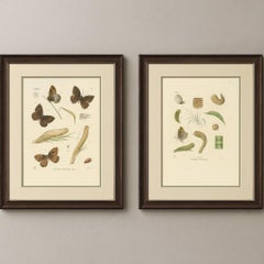 Antique Hand-Colored Satyrus Statilinus Butterfly Pair by Sepp & Brants, 1905