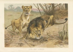 Lion and Lioness, Antique Big Cat Print, Victorian Natural History 1894