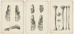 Dreiteiliger Satz originaler französischer anatomischer Lithografien von Fuß und unterer Extremität, 1821