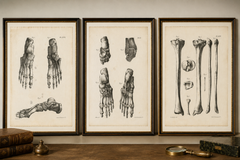 Dreiteiliger Satz originaler französischer anatomischer Lithografien von Fuß und unterer Extremität, 1821