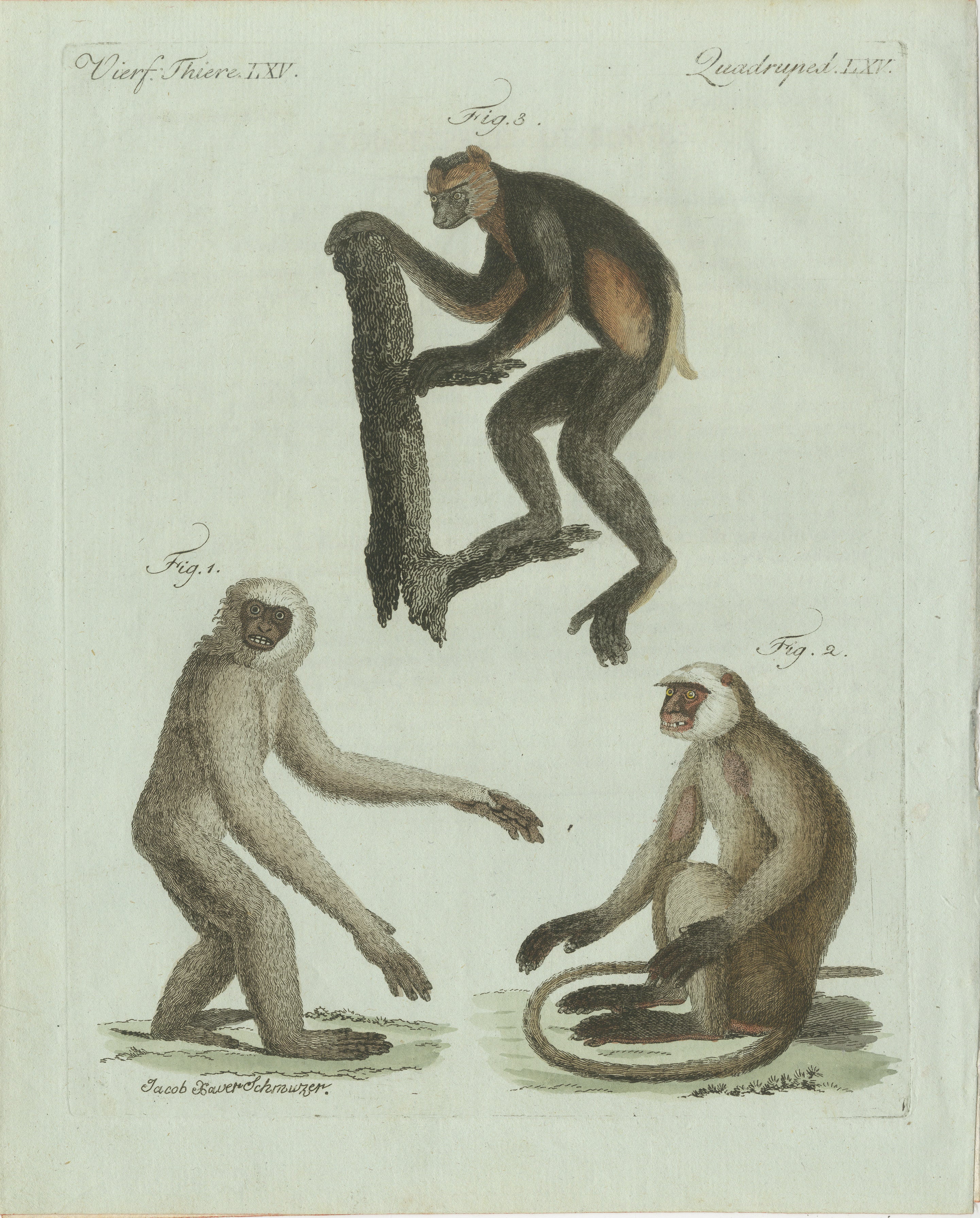 Original Antique Print of Three Monkeys by Bertuch, circa 1805