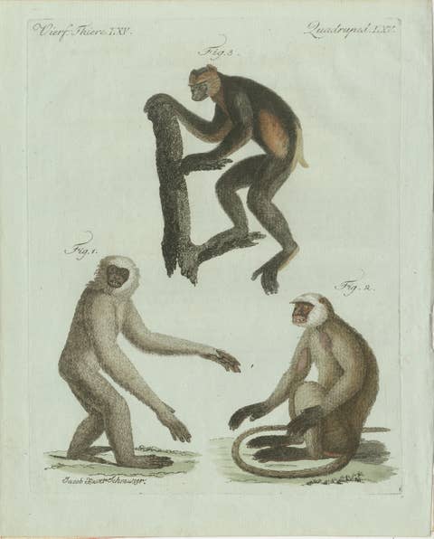 Original Antique Print of Three Monkeys by Bertuch, circa 1805
