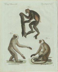 Original Antique Print of Three Monkeys by Bertuch, circa 1805