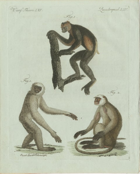 Original Antique Print of Three Monkeys by Bertuch, circa 1805