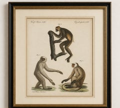 Original-Antikdruck „Die drei Affen“ von Bertuch, um 1805